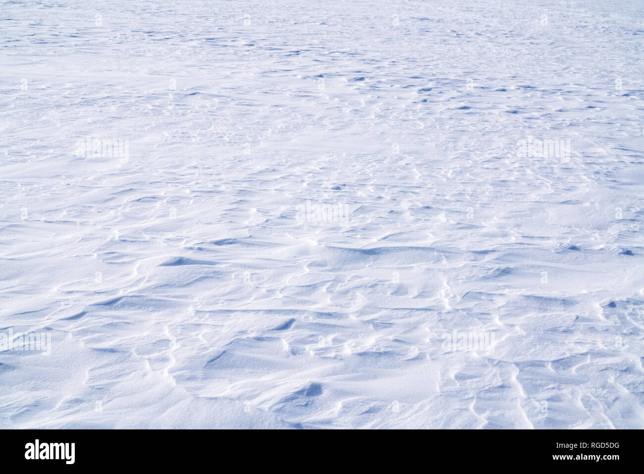 Feld, mit reinem Schnee im Winter abgedeckt Stockfoto