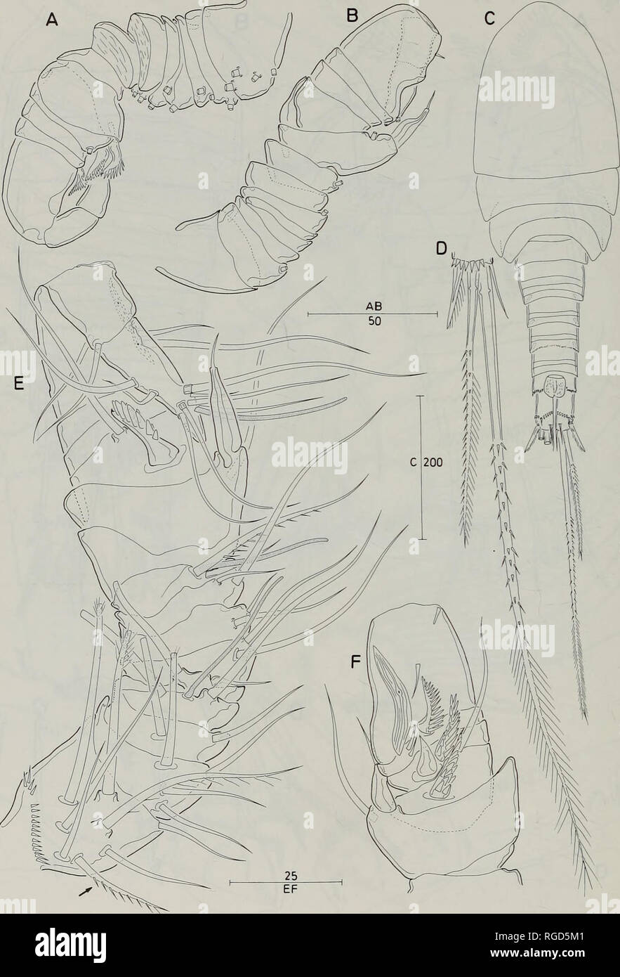 . Bulletin des Natural History Museum Zoologie. 120 S. und G.A. BOXSHALL KARAYTUG. Abb. 7 S. ajfinis. Erwachsene männliche. A, antennule, ventral, Segmentierung; B, dorsalen Übersicht Segmentierung; C, Körper, Dorsalen; D, Detail der setation Elemente der kaudalen Rami; E, setation anteroventral angezeigt; F, Detail der Segmente 12. bis 15. Maßstabsbalken in der Urne. Bitte beachten Sie, dass diese Bilder sind von der gescannten Seite Bilder, die digital für die Lesbarkeit verbessert haben mögen - Färbung und Aussehen dieser Abbildungen können nicht perfekt dem Original ähneln. extrahiert. Natural History Museum (London). Und Stockfoto