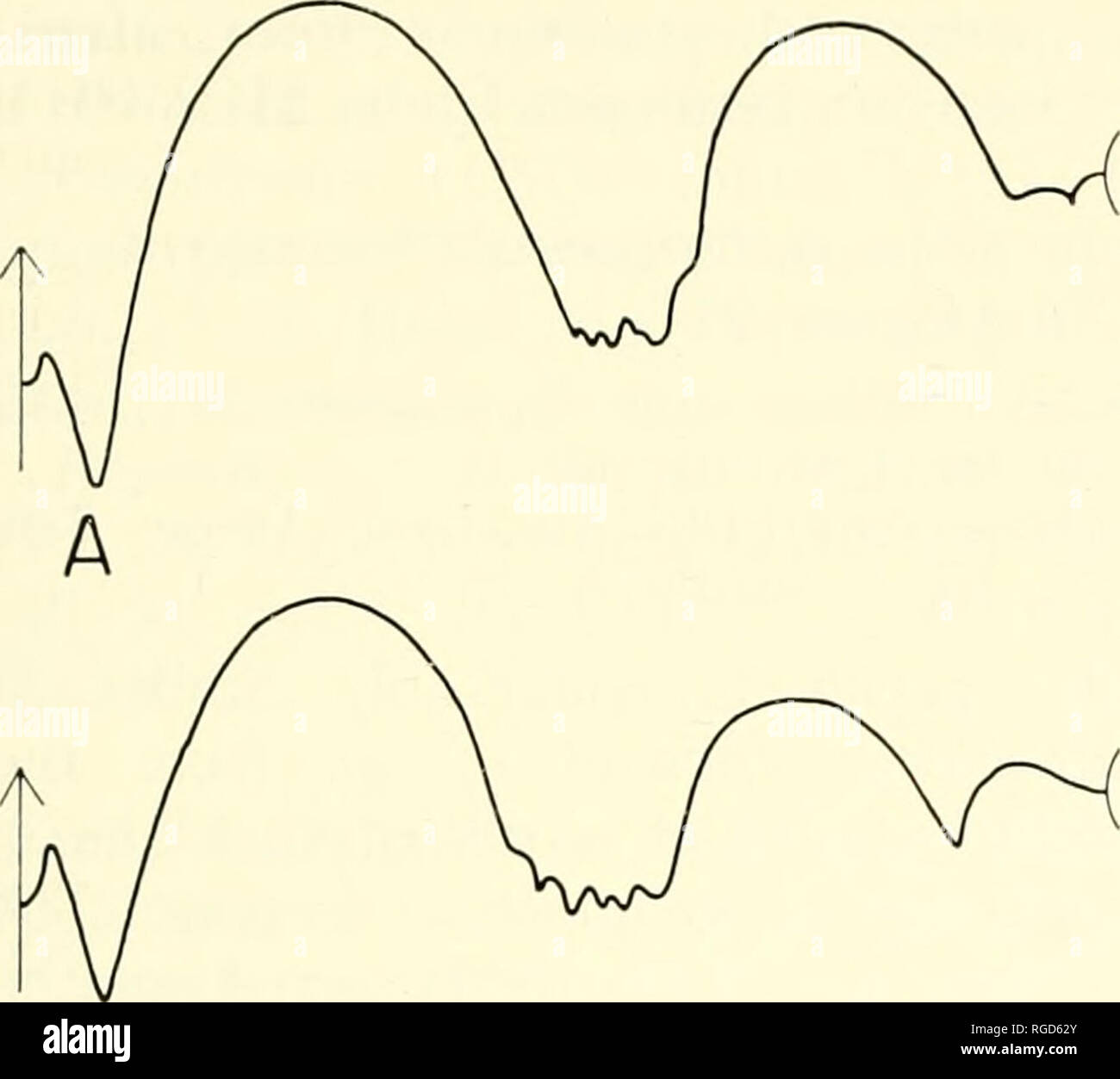 . Bulletin des Museums für Vergleichende Zoologie an der Harvard College. Zoologie. Ammoniten der späten Skythischen (Untere Trias) • Kummel 439. Bitte beachten Sie, dass diese Bilder sind von der gescannten Seite Bilder, die digital für die Lesbarkeit verbessert haben mögen - Färbung und Aussehen dieser Abbildungen können nicht perfekt dem Original ähneln. extrahiert. Harvard University. Museum für Vergleichende Zoologie. Cambridge, Mass.: Das Museum Stockfoto