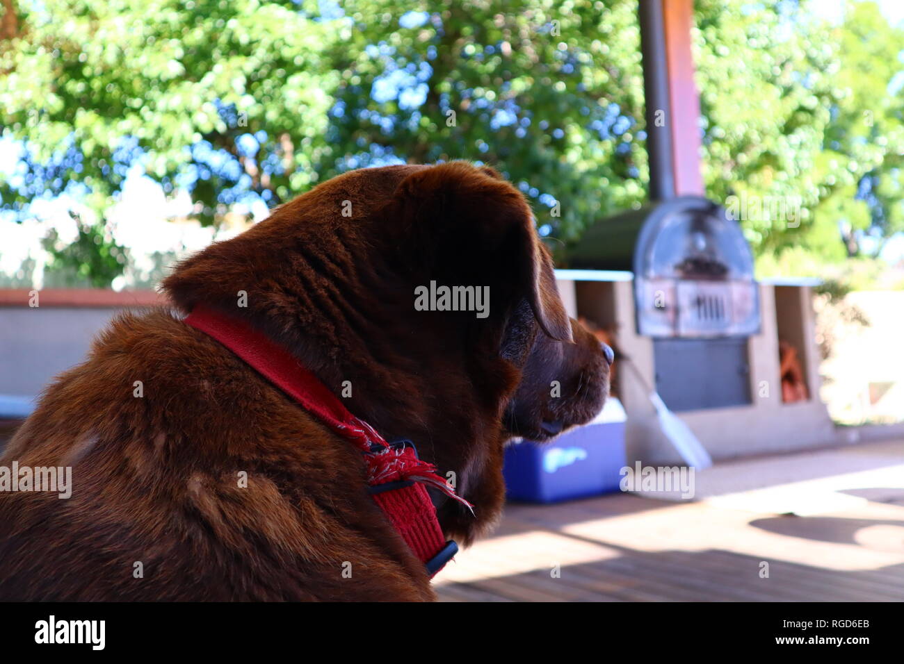 Brauner Labrador Stockfoto