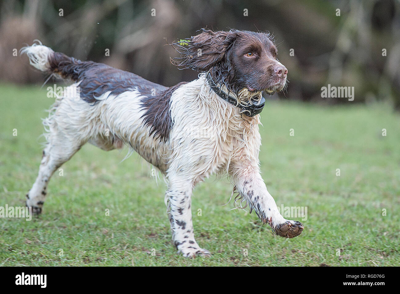 English Springer Spaniel hund tragen elektrische Manschette Stockfoto