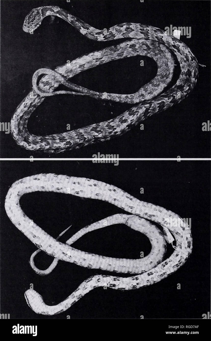 . Bulletin des Museums für Vergleichende Zoologie an der Harvard College. Zoologie; Zoologie. 218 Bulletin Museum für Vergleichende Zoologie, Vol. 158, Nr. 5. Abbildung 14. Sibynomorphus petersi. Dorsalen und ventralen Aussicht auf eine Probe aus dem südlichen Ecuador. EPN 4737 (Provinz Loja, Ecuador). Weiblich, 580mm KRL. Bitte beachten Sie, dass diese Bilder sind von der gescannten Seite Bilder, die digital für die Lesbarkeit verbessert haben mögen - Färbung und Aussehen dieser Abbildungen können nicht perfekt dem Original ähneln. extrahiert. Harvard University. Museum für Vergleichende Zoologie. Cambridge, Mass.: Das Museum Stockfoto