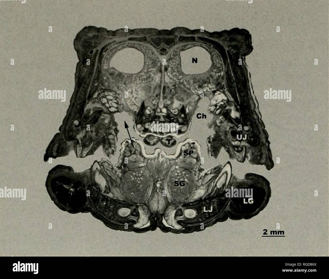 . Bulletin des Museums für Vergleichende Zoologie an der Harvard College. Zoologie. 244 Bulletin Museum für Vergleichende Zoologie, Vol. 156, Nr. 1. Abbildung 4. Querschnitt der Schnauze von Varanus exanthe-maticus tlie am vorderen Rand des choanae. Jede nasale Pas-Salbei verbindet der ipsilateralen choana nur posterior zu dieser Ebene. Höhe der Mund Stock erlaubt die sublinguale plica Die choana oben zu stopfen. Die kongruenten Umrisse der unteren und oberen Blenden ermöglichen einen luftdichten Verschluss der Mund, die mit Speichel von labialen und sublinguale Verschraubungen abgedichtet. Abkürzungen: Ch, choana; LG, labial Stopfbuchse Stockfoto