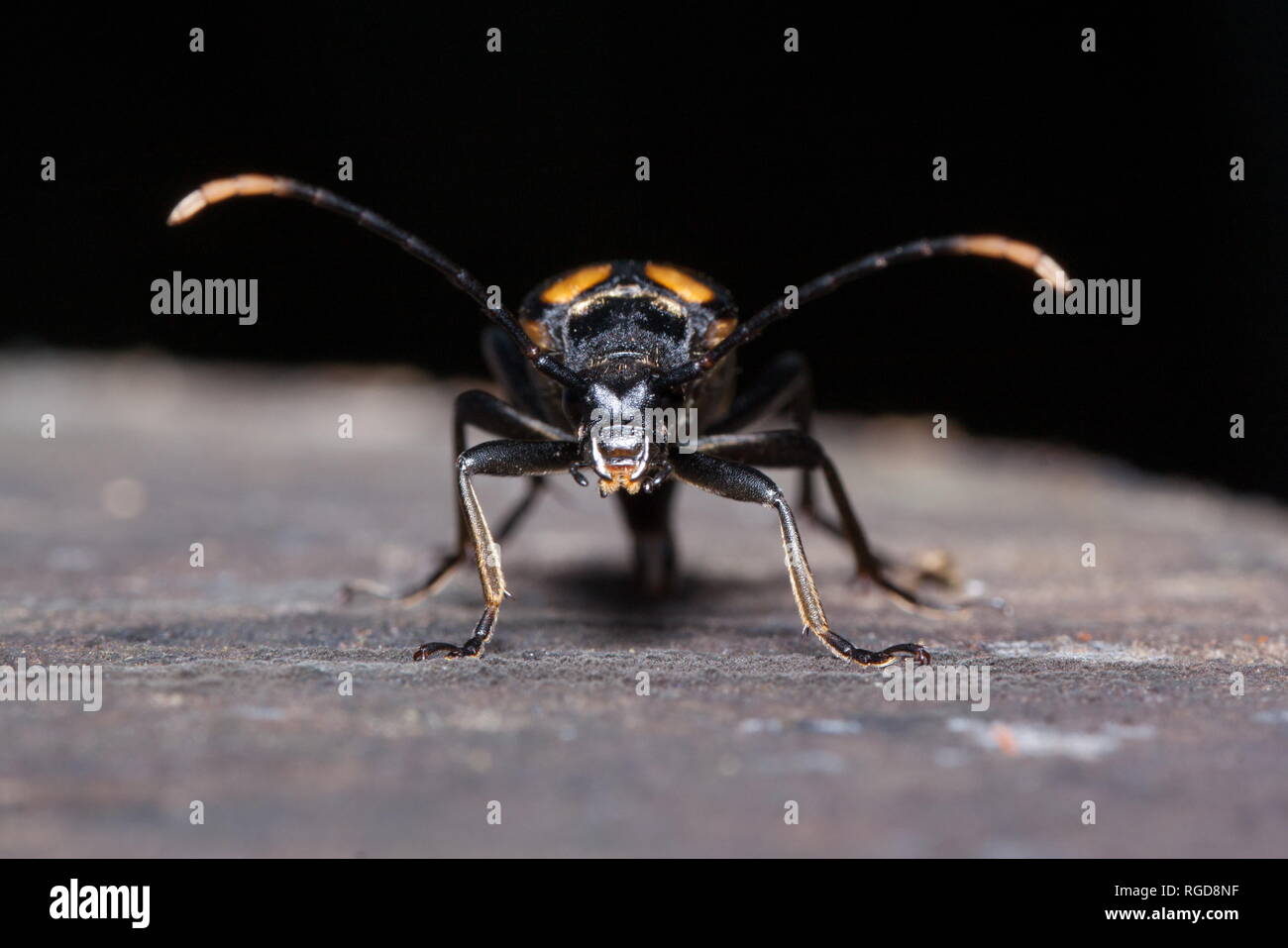 Big death watch Käfer Nahaufnahme. Nicrophorus Vespillo. Vergraben, Käfer oder sexton Käfer. Tiere in der Wildnis. Stockfoto