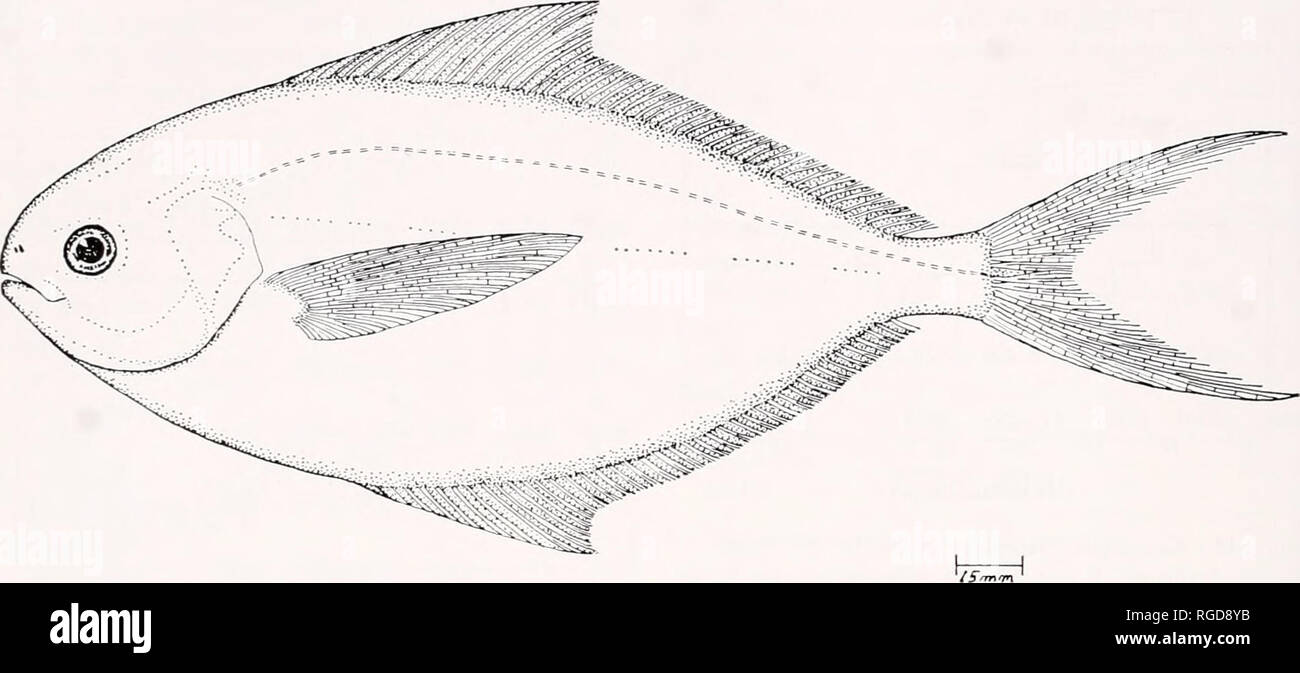 . Bulletin des Museums für Vergleichende Zoologie an der Harvard College. Zoologie. 190 Bulletin Museum für Vergleichende Zoologie, Vol. 140, Nr. 5. Abbildung 16. Peprilus snyderi, 277,0 mm, SL, Acapulco, Mexiko, klug, BC 61-126. angezeigt. CS zeigt Exemplare gelöscht und voller Flecken. Größe reicht, in mm sind Standard längen (SL). * BC 59-247 (1:205,0 mm, Mazatlan, Mexiko); * BC 59 - 687 (3: 190.0-213.0, Panama City Markt); * BC60-25 (1:193,0, Mex., Golfo de Tehuantepec, Puerto Arista zu Salina Cruz); * BC 61-126 (1:277,0, Mex., Aca-pulco Markt); * FMNH 73840 (1:277,0, Mex., 1-5 Meilen weg von Chiapas Küste bei Stockfoto