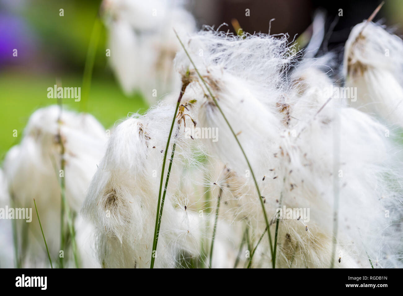 Baumwolle Gras, close-up Stockfoto