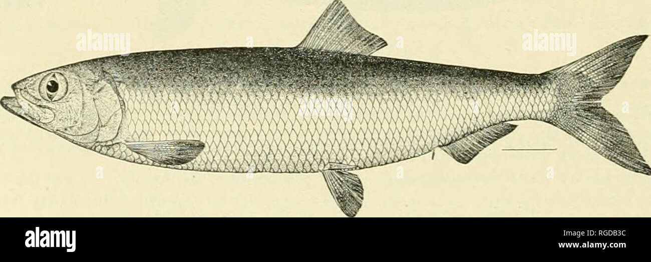 . Bulletin der United States Fish Kommission. Fischerei -- United States; Fisch - Kultur - Vereinigte Staaten. Abb. 6.-Avocettina gilli (Bean). Familie u. CLUPEIM. Die Heringe. 17. Clupea pallasii Cuvier & Amp; Valenciennes. Kalifornien Hering. Die Sammlung enthält 64 Proben 2 bis 12,5 Zoll lang, von Loring, Marrowstone Punkt Kilisut Hafen. Admiralty Head, Litnik Pablof Hafen, Bucht, Cleveland Passage, Port Alexander und Karluk; Sitka, durch Herrn Luttrell im September gesammelt, 1893; Unalaska, Juli 2,1900; Killisnoo, August 21. 1900; Pyramide Hafen. August 23. 1900; Utsalady, Washington. Oc Stockfoto