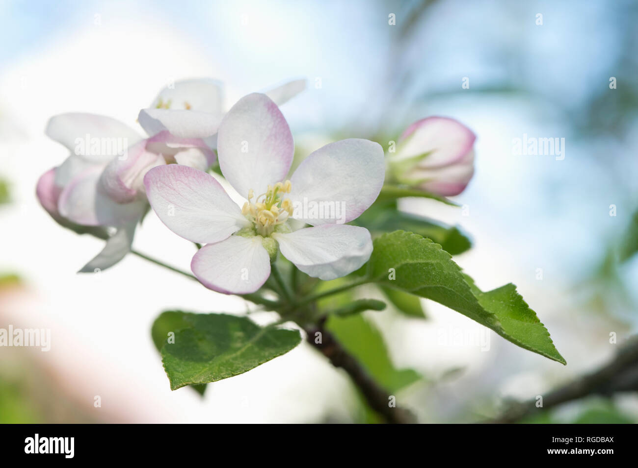 Apple tree, Apfelblüte Stockfoto