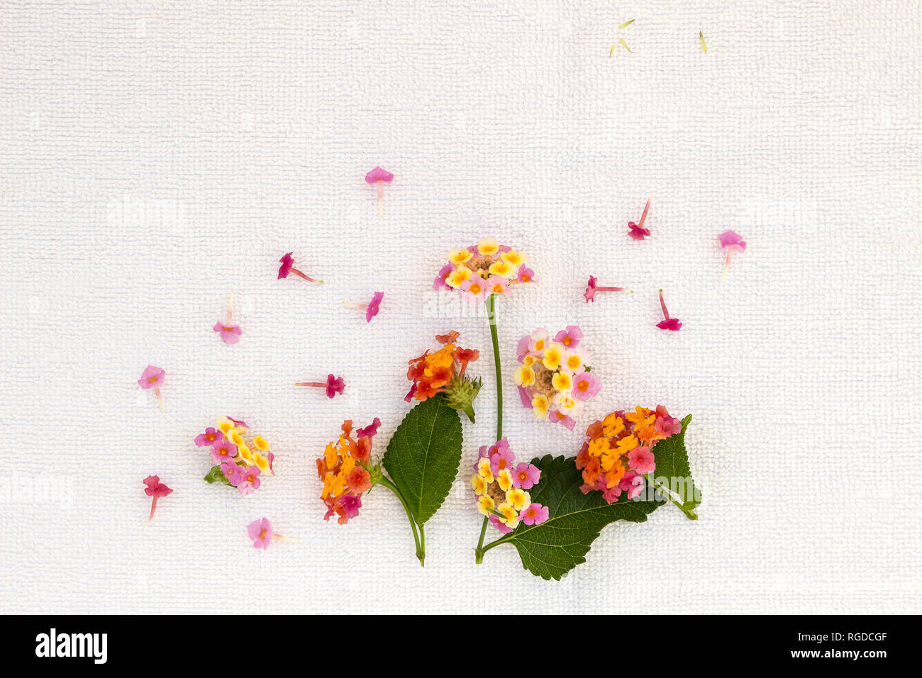 Lantana camara auf hellen Hintergrund Stockfoto