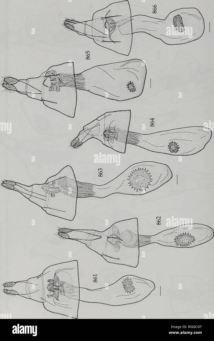 . Bulletin des Natural History Museum Entomologie. 416 M.KRÜGER. &Lt;J U R-C R O CO-. O "n II oo u-si-± - eine n eg M 1/5" ^ ; R u • "J13"; u Tu3U vC a a P VE3C*-. [A U u .. Bitte beachten Sie, dass diese Bilder sind von der gescannten Seite Bilder, die digital für die Lesbarkeit verbessert haben mögen - Färbung und Aussehen dieser Abbildungen können nicht perfekt dem Original ähneln. extrahiert. Natural History Museum (London). Andover: Abfangen Stockfoto