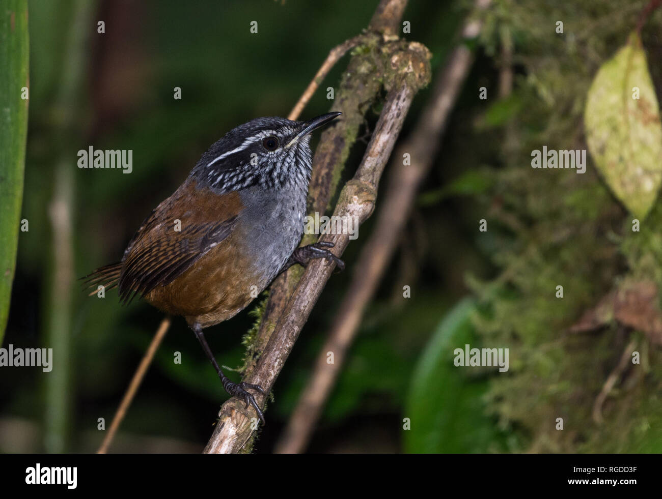 Eine Grau-breasted Wood-Wren (Henicorhina leucophrys) Gesang in die Büsche. Costa Rica, Mittelamerika. Stockfoto