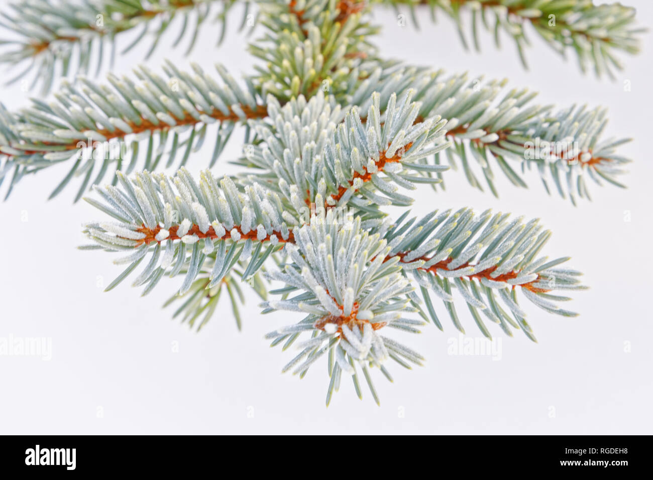 43,467.03851 Frosty, leicht mattiert, grüne Nadeln und Zweige auf Winter Baum (Picea Arten Fichte, Pinaceae), weißer Hintergrund, isolierte Ausschneiden Stockfoto