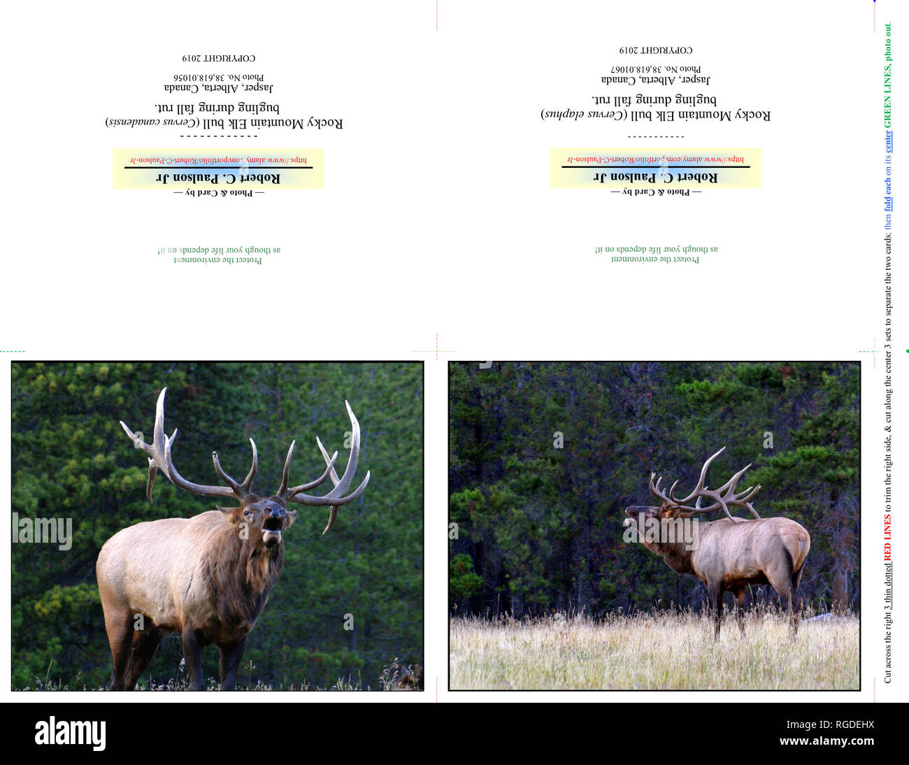 38,618.01056 - B&38,618.01067 Fotografie Foto Hinweis Karte Karten, zwei 5 x 4 Horizontale am 11 x8.5 Papier (print cut Falz), Bull elk bugling im Herbst Rut Stockfoto