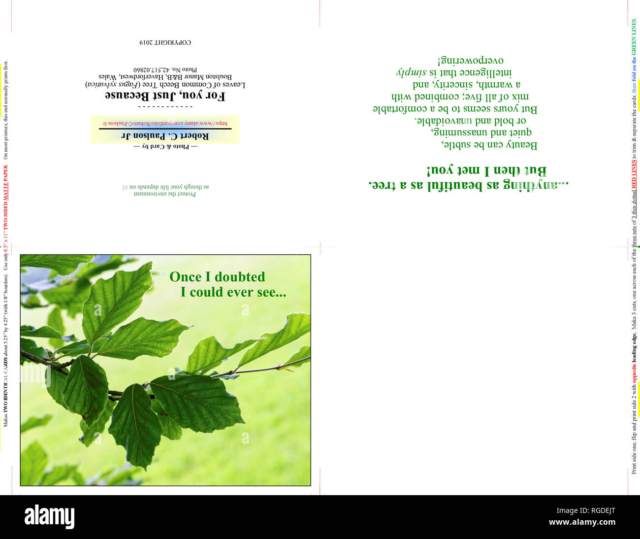 42,517.02860 - eine Fotografie Foto Hinweis Karte Karten zwei 5 x 4, 5 durch 4 horizontale am 11 x8.5 Papier (print cut Falz), Nahaufnahme Nahaufnahme grüne Buche Blätter Stockfoto