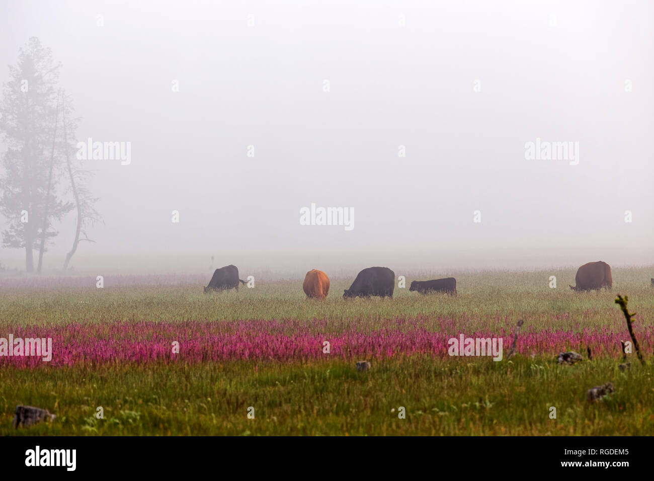 42,897.03868 fünf 5 Rinder grasen in einer grauen Nebel Flachbild große Wiese Wiese mit Lavendelblüten Stockfoto