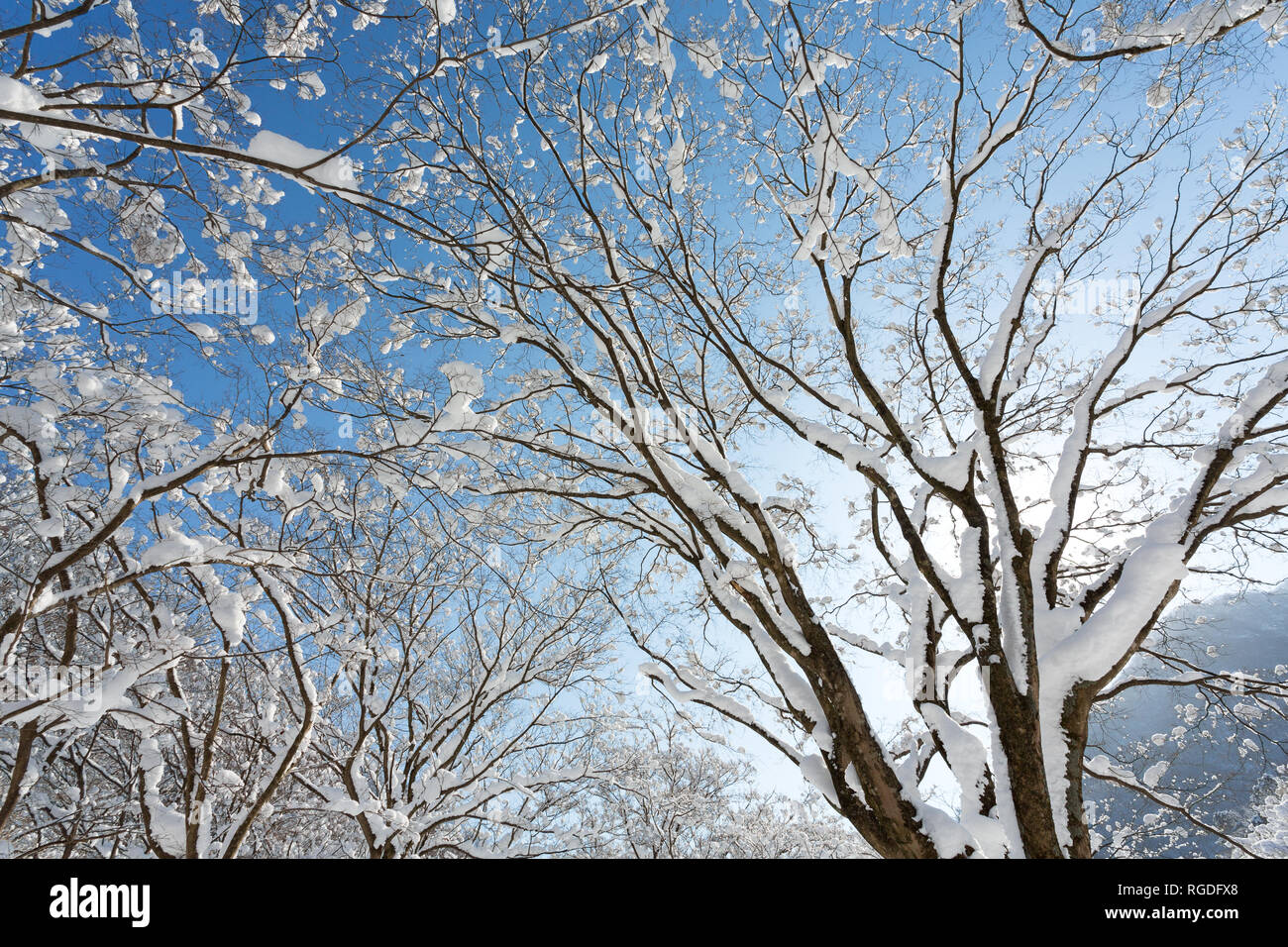 Verschneite Bäume in Naejangsan Nationalpark, Südkorea. Stockfoto