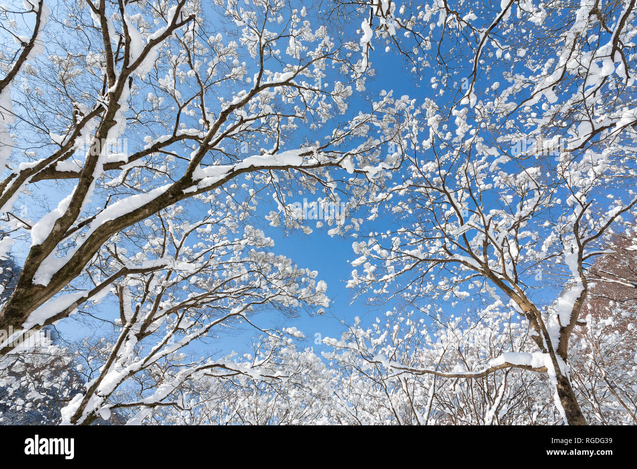 Verschneite Bäume in Naejangsan Nationalpark, Südkorea. Stockfoto