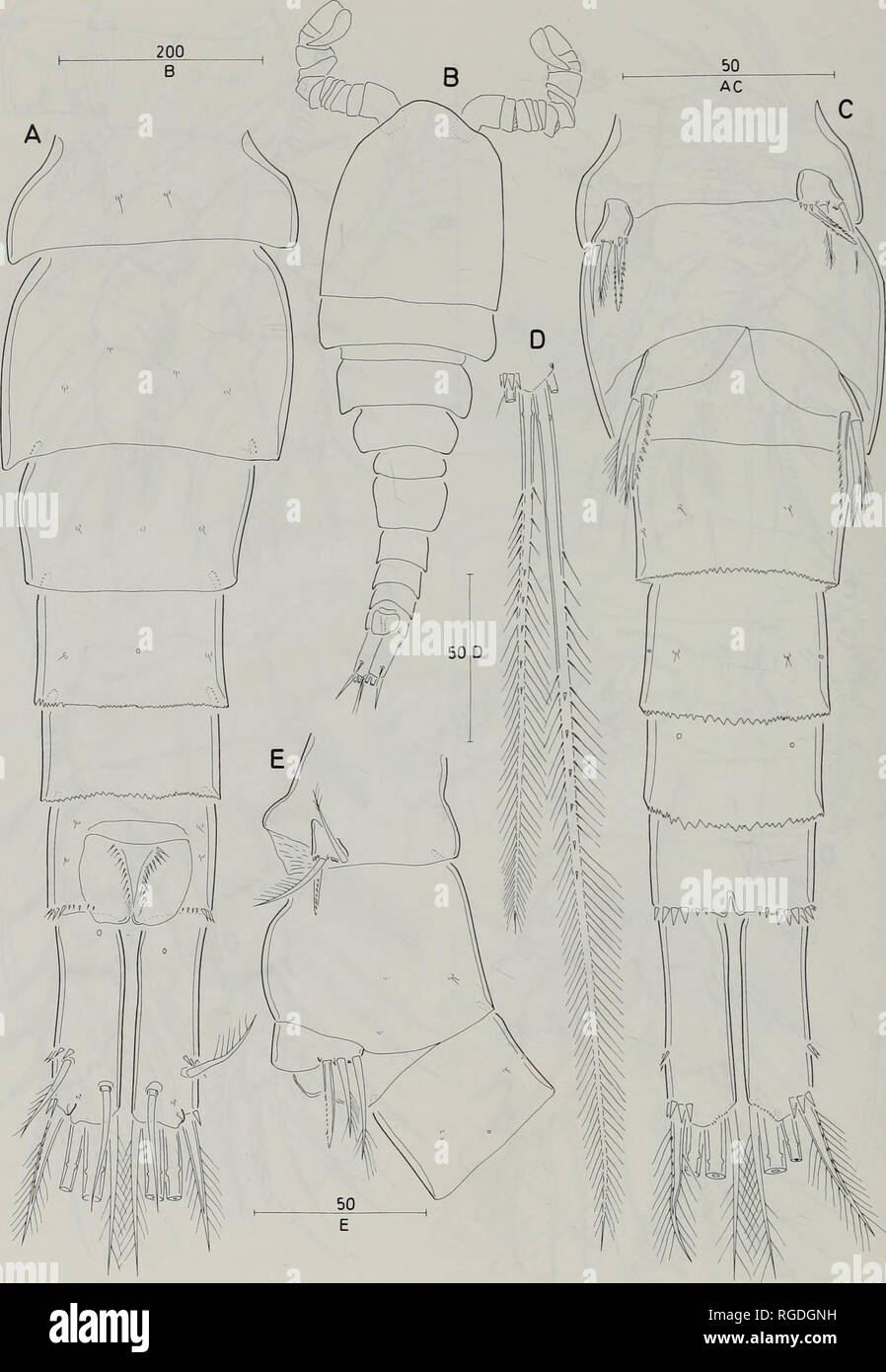 . Bulletin des Natural History Museum Zoologie. 168 S. und G.A. BOXSHALL KARAYTUG. Abb. 47 S. waiariki. Erwachsene männliche. A. urosome, dorsale; B, Körper, Dorsalen; c. urosome, ventral: D, kaudale Rami, Detail der inneren und der äußeren Klemme seten, dorsale; E, Beine 5 und 6, Lat. Maßstab Bars | im.. Bitte beachten Sie, dass diese Bilder sind von der gescannten Seite Bilder, die digital für die Lesbarkeit verbessert haben mögen - Färbung und Aussehen dieser Abbildungen können nicht perfekt dem Original ähneln. extrahiert. Natural History Museum (London). Andover: Abfangen Stockfoto