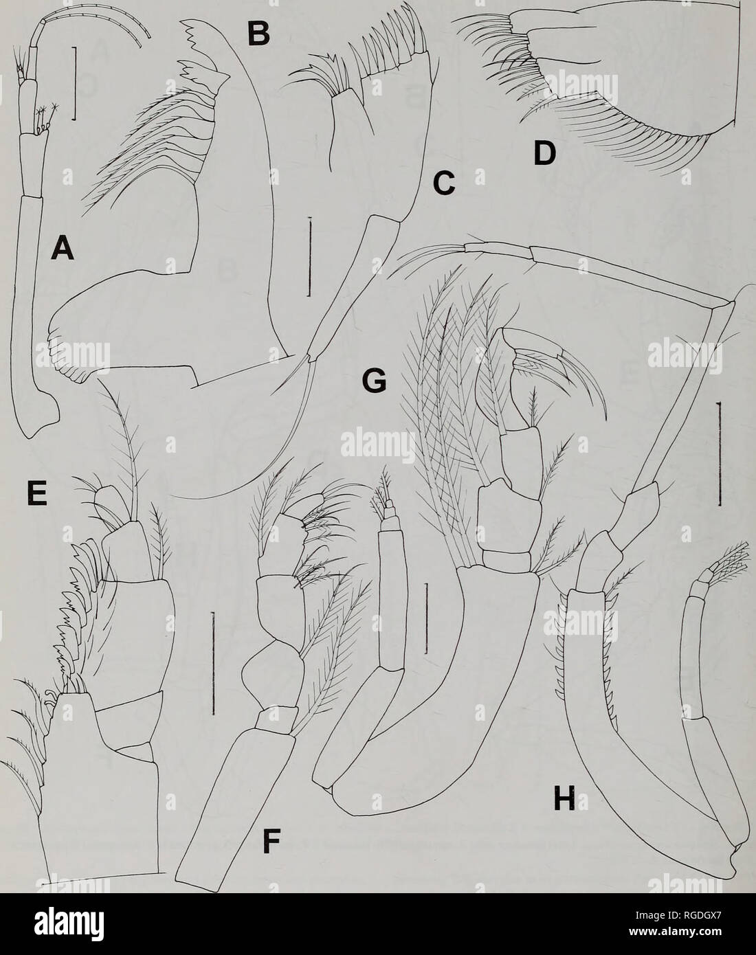 . Bulletin des Natural History Museum Zoologie. 162 I. PETRESCU. Abb. 12 Styloptocuma echinatum (Jones, 1984) Unreife männliche A. Antenne 1; B. Unterkiefer; c. oberkiefer Oberkiefer 1; D.2, E.1, F. maxilliped maxilliped 2; G. H. pereopod maxilliped 3; 1. Maßstabsbalken (mm): 0,1; B-E 0,05; W 0,1; G 0,1; H 0,2 .. Bitte beachten Sie, dass diese Bilder sind von der gescannten Seite Bilder, die digital für die Lesbarkeit verbessert haben mögen - Färbung und Aussehen dieser Abbildungen können nicht perfekt dem Original ähneln. extrahiert. Natural History Museum (London). Andover: Abfangen Stockfoto