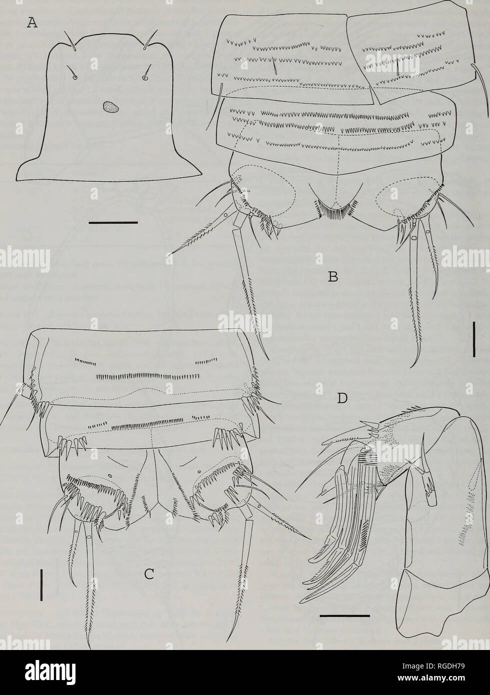 . Bulletin des Natural History Museum Zoologie. 86 L. BOUCK, D. DISTEL UND R. HUYS. Abb. 9 Neozausodes areolatus (Geddes, 1968) Comb. nov. (9). A, Rednertribüne; B, letzten 3 urosomites und kaudale Rami Dorsalansicht; C, gleichen, ventrale Ansicht; D, Antenne. Maßstabsbalken = 20 im.. Bitte beachten Sie, dass diese Bilder sind von der gescannten Seite Bilder, die digital für die Lesbarkeit verbessert haben mögen - Färbung und Aussehen dieser Abbildungen können nicht perfekt dem Original ähneln. extrahiert. Natural History Museum (London). Andover: Abfangen Stockfoto