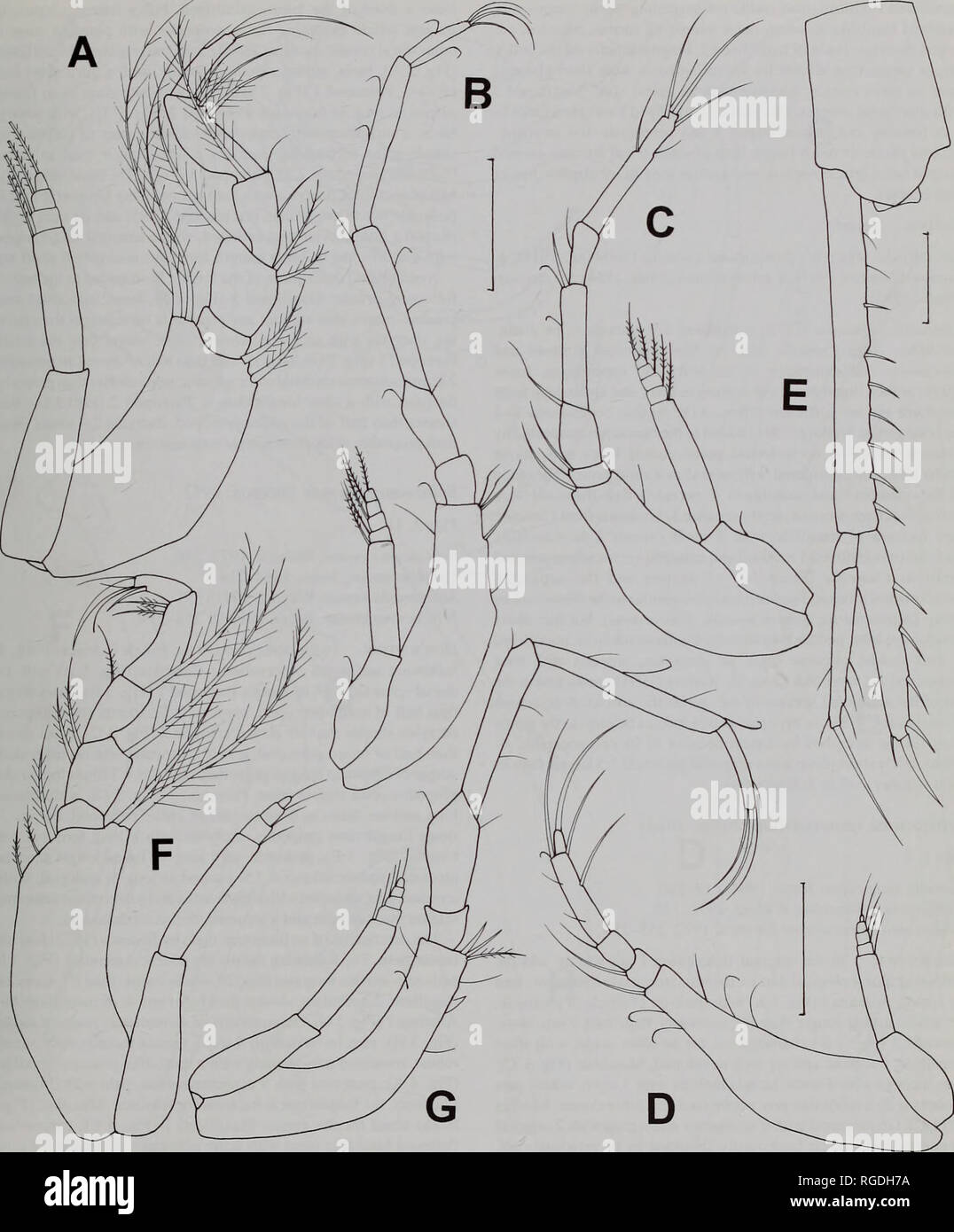 . Bulletin des Natural History Museum Zoologie. Und SCHIZOCUMA STYLOPTOCUMA 149. Abb. 2 Schizocuma spinoculatwn (Jones, 1984) A-E unreifen männlichen; F, G. weiblichen A. pereopod maxilliped 3; B 1; C 2; D. pereopod pereopod 3; E. uropod; F. G. pereopod maxilliped 3; 1. Maßstabsbalken (in mm): A, E 0,1; B, C, F, G 0.2; D 0.2.. Bitte beachten Sie, dass diese Bilder sind von der gescannten Seite Bilder, die digital für die Lesbarkeit verbessert haben mögen - Färbung und Aussehen dieser Abbildungen können nicht perfekt dem Original ähneln. extrahiert. Natural History Museum (London). Andover: Abfangen Stockfoto