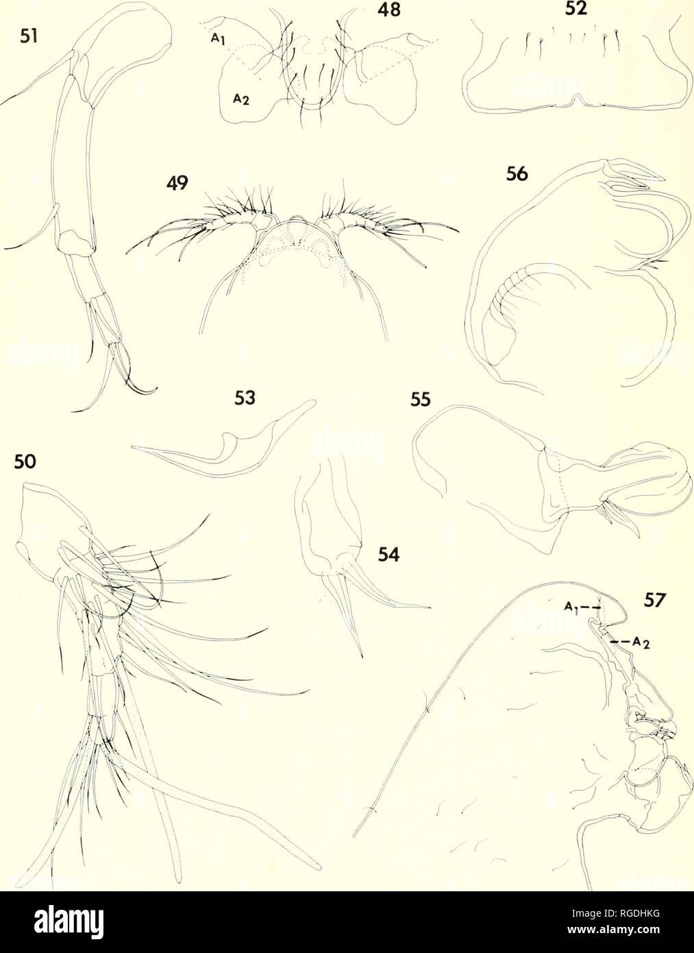 . Bulletin des Museums für Vergleichende Zoologie an der Harvard College. Zoologie. 442 Bulletin Museum für Vergleichende Zoologie, Bd. 136. Nr. 11. Zahlen von 48-57. Xaniia decora/a n. sp., weibliche Icontinued). 48, Rostralen Bereich, anteroventrol | D); 49, anterior Ende des Körpers, der Dorsalen (F); 50, erste Antenne, ventrale (D); 51, zweite Antenne, ventrale (D); 52, Labrum, ventrale (D); 53, Unterkiefer, ventrale (E) ; 54, erste Oberkiefer, ventrale (E); 55, zweite oberkiefer, ventrale (D); 56, maxilliped, inneren (D); 57, vorderen Teil des Körpers, der seitliche (F).. Bitte beachten Sie, dass diese Bilder aus gescannten Seite Bilder, ma extrahiert werden Stockfoto