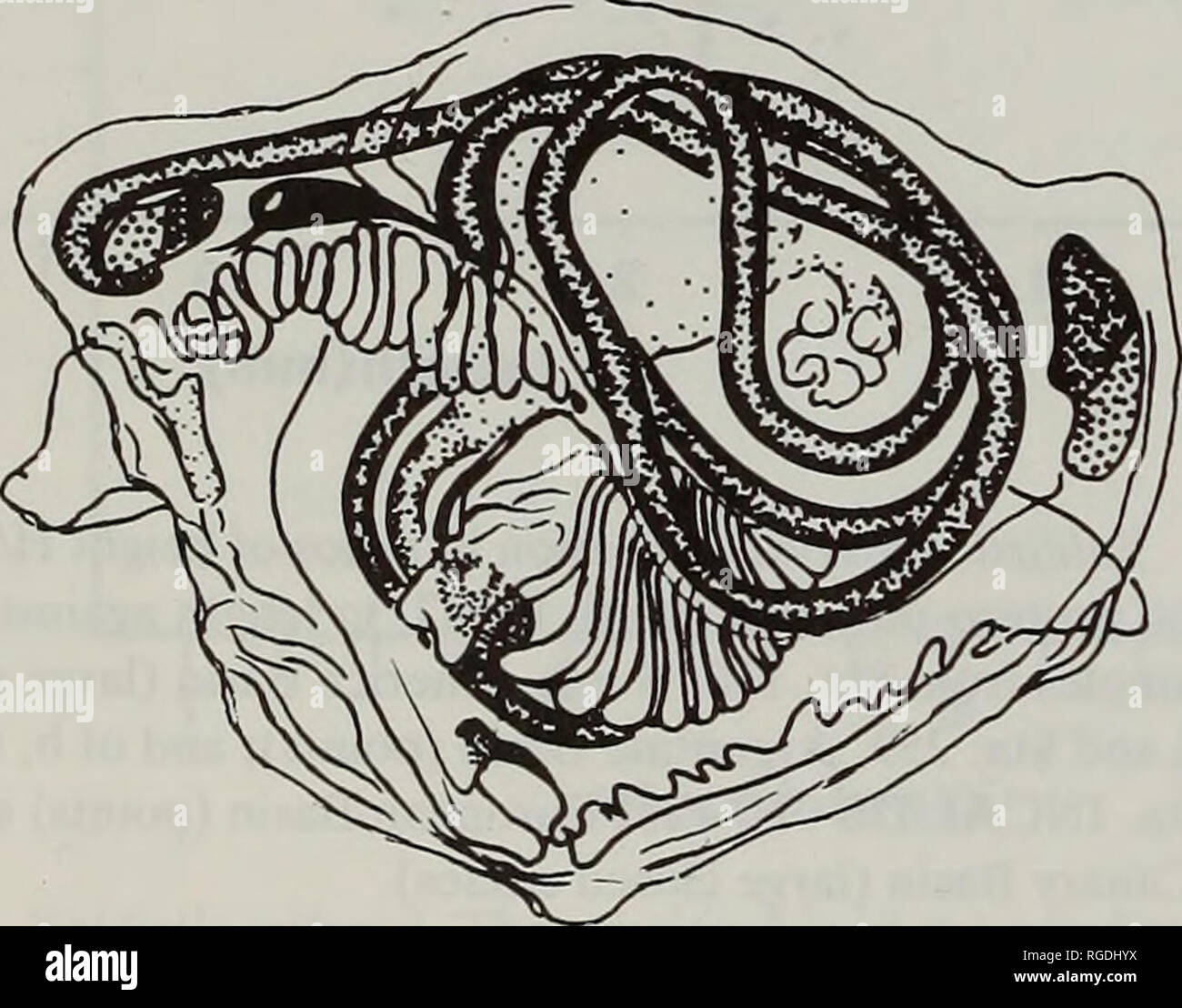 . Bulletin des Natural History Museum Zoologie. . Abb. 107 Yoldiella Jeffreysi. Seitlicher Blick von der rechten und linken Seiten des internen Morphologie einer Probe von Sta. 85, Nordamerika Becken. (Scale = 1,0 mm). Für die Identifizierung der Teile siehe Abbildung. 34.. Bitte beachten Sie, dass diese Bilder sind von der gescannten Seite Bilder, die digital für die Lesbarkeit verbessert haben mögen - Färbung und Aussehen dieser Abbildungen können nicht perfekt dem Original ähneln. extrahiert. Natural History Museum (London). Andover: Abfangen Stockfoto