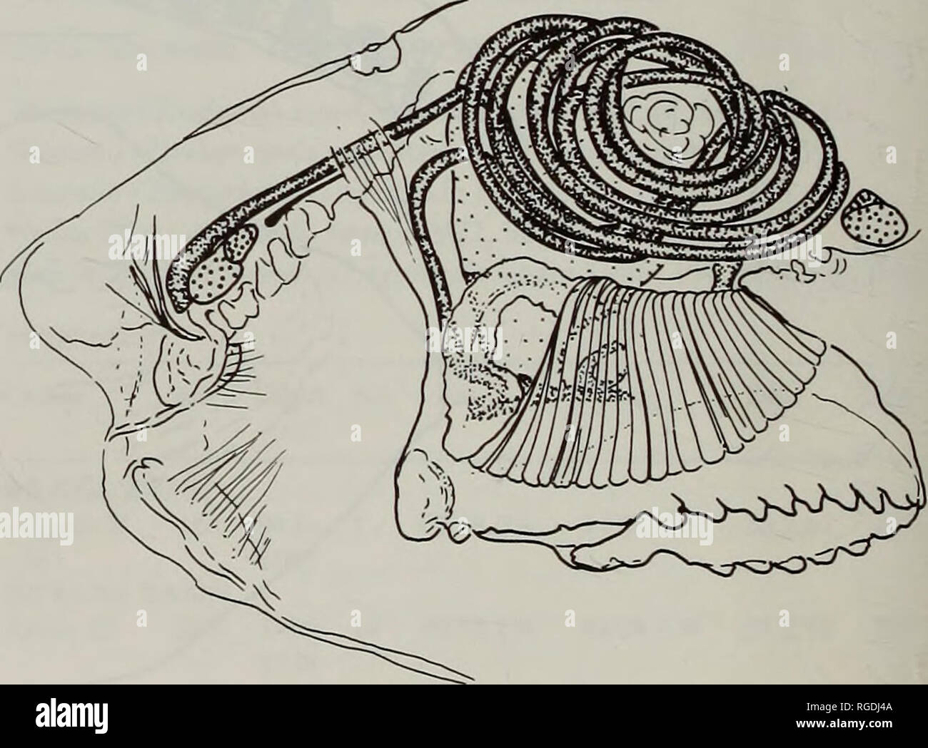 . Bulletin des Natural History Museum Zoologie. Abb. 25. Tindariopsis agatheda. Externe seitlichen Blick auf der rechten Seite der zwei Exemplare unterschiedlicher Größe ändern in der Form mit Wachstum, eine, von Knorr Station 301 und b, von Knorr Station 293, die beide aus Guyana Becken; c, externe Dorsalansicht eines Shell auch von Station 293. Maßstab = 1 mm. Tabelle 1. Messungen und das Verhältnis der shell Parameter des Samples von Knorr Sta. 293. Länge (L) Höhe (H) Post-umbonal (PL) PL/L H/L (mm) (mm) Länge (mm) 6,00 4,95 3,00 0,50 0,83 5,60 3,95 2,65 0,47 0,71 5,00 3,65 2,20 0,44 0,73 4,90 3,65 2,05 0,42 Stockfoto