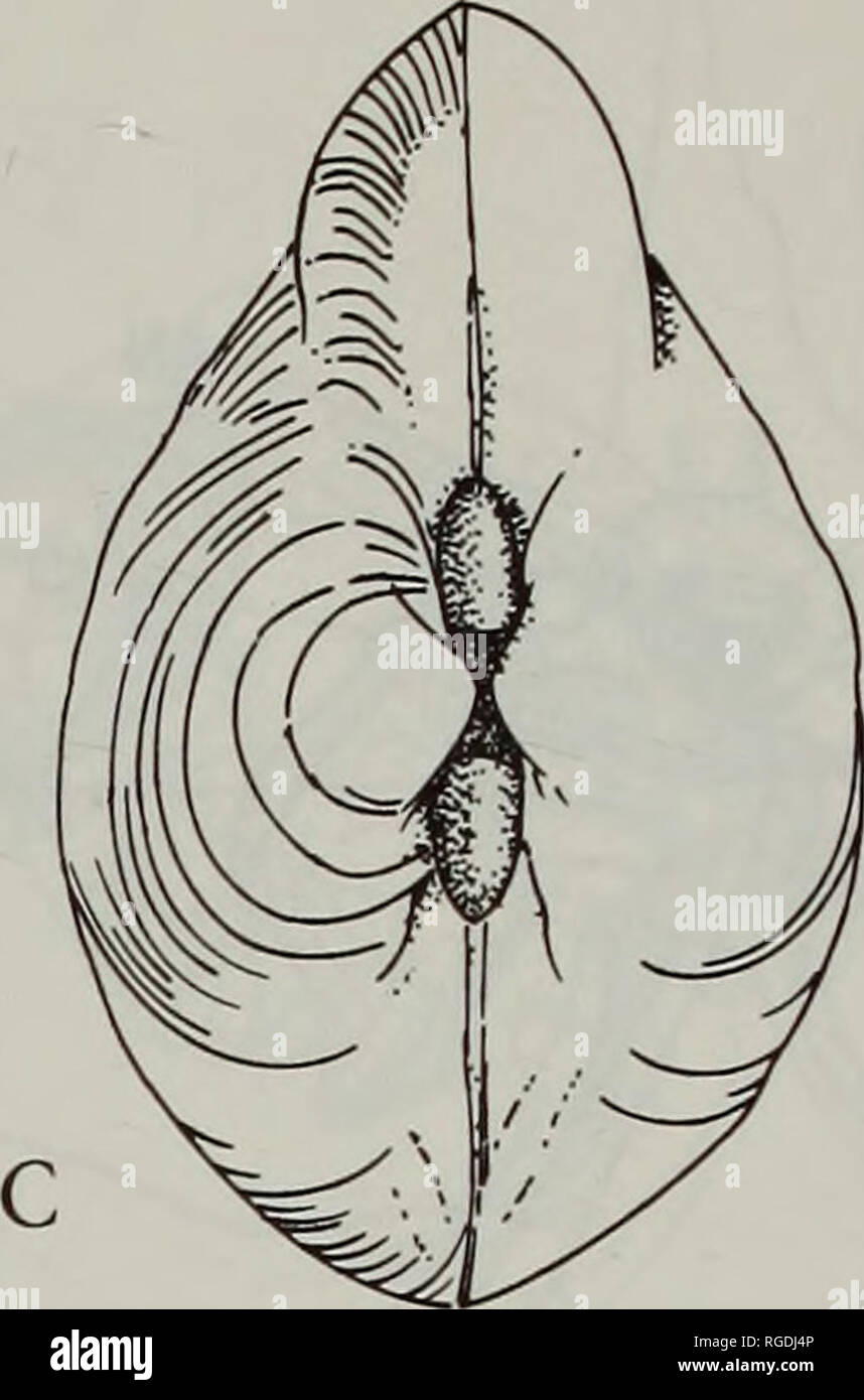 . Bulletin des Natural History Museum Zoologie. . Abb. 25. Tindariopsis agatheda. Externe seitlichen Blick auf der rechten Seite der zwei Exemplare unterschiedlicher Größe ändern in der Form mit Wachstum, eine, von Knorr Station 301 und b, von Knorr Station 293, die beide aus Guyana Becken; c, externe Dorsalansicht eines Shell auch von Station 293. Maßstab = 1 mm. Tabelle 1. Messungen und das Verhältnis der shell Parameter des Samples von Knorr Sta. 293. Länge (L) Höhe (H) Post-umbonal (PL) PL/L H/L (mm) (mm) Länge (mm) 6,00 4,95 3,00 0,50 0,83 5,60 3,95 2,65 0,47 0,71 5,00 3,65 2,20 0,44 0,73 4,90 3,65 2,05 0. Stockfoto
