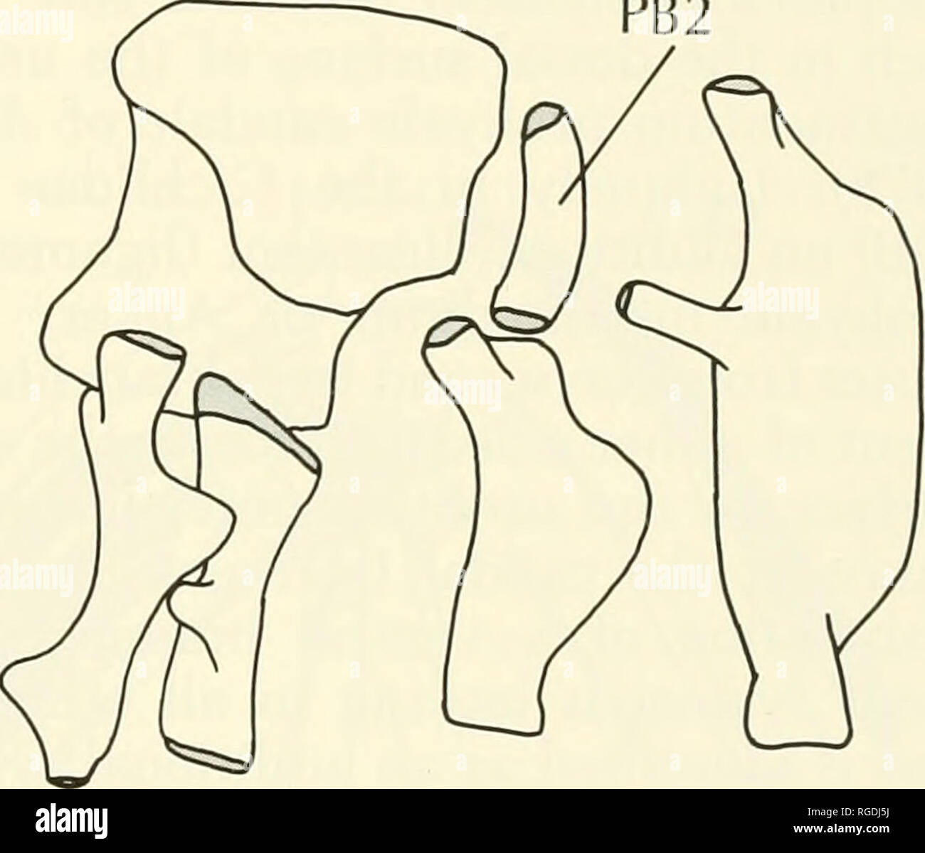 . Bulletin des Museums für Vergleichende Zoologie an der Harvard College. Zoologie. PB 2. Abbildung 13. Rechte obere pharyngeal Kiefer in dorsalansicht. A. Geophagus; B; C; Stegastes Micrometrus D. Labrus. Cles von zwei afrikanischen cichlid Fische, und Zeichen des ventralen branchial Mus-culature von labroids werden von Stiassny (1982, im Druck) und Grüne beschäftigt - Holz (1985). Die plesiomorphic perciform Konfigu-ration der ventralen branchial Muskeln ist rep-übelgenommen hier durch die Anordnung in Mo-rone (Abb. 4A). Sowohl die rectus obliquus ventralis ventralis IV und IV einfügen bereitgestellt,-er auf eine gut entwickelte semic Stockfoto