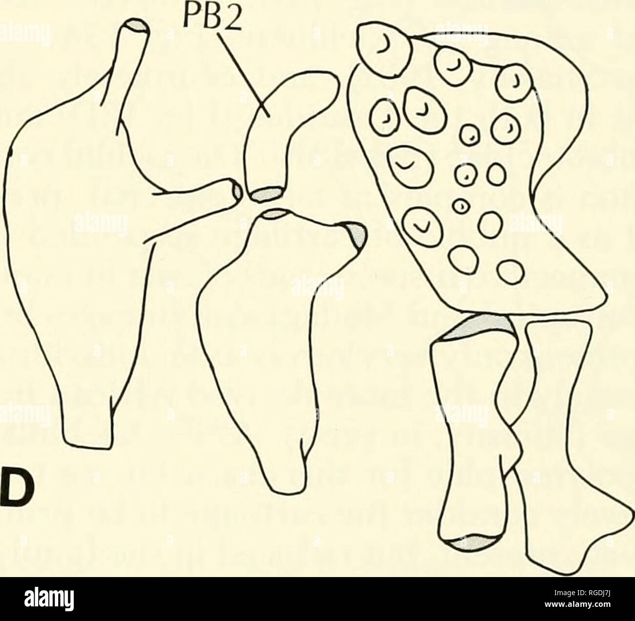 . Bulletin des Museums für Vergleichende Zoologie an der Harvard College. Zoologie. Abbildung 12. Rechte obere pharyngeal Kiefer in ventralen anzeigen. A. Geophagus; B; C; Stegastes Micrometrus D. Labrus. Branchial trägt zwei andere Knorpeligen Pads, entsprechend seiner Punkte des artic Uebergangsregelung mit pharyngobranchials 2 und 3 (Abb. 14 A). Innerhalb der Embiotocidae, nur die Knorpeligen Pads im Zusammenhang mit der pharyngobranchial Artikulationen sind Pres-ent (Abb. 14 B) entweder kontinuierlich oder durch einen engen Spalt getrennt. - Der Knorpeligen Erweiterung auf dem vorderen Rand der zweiten epibr verursachen Stockfoto