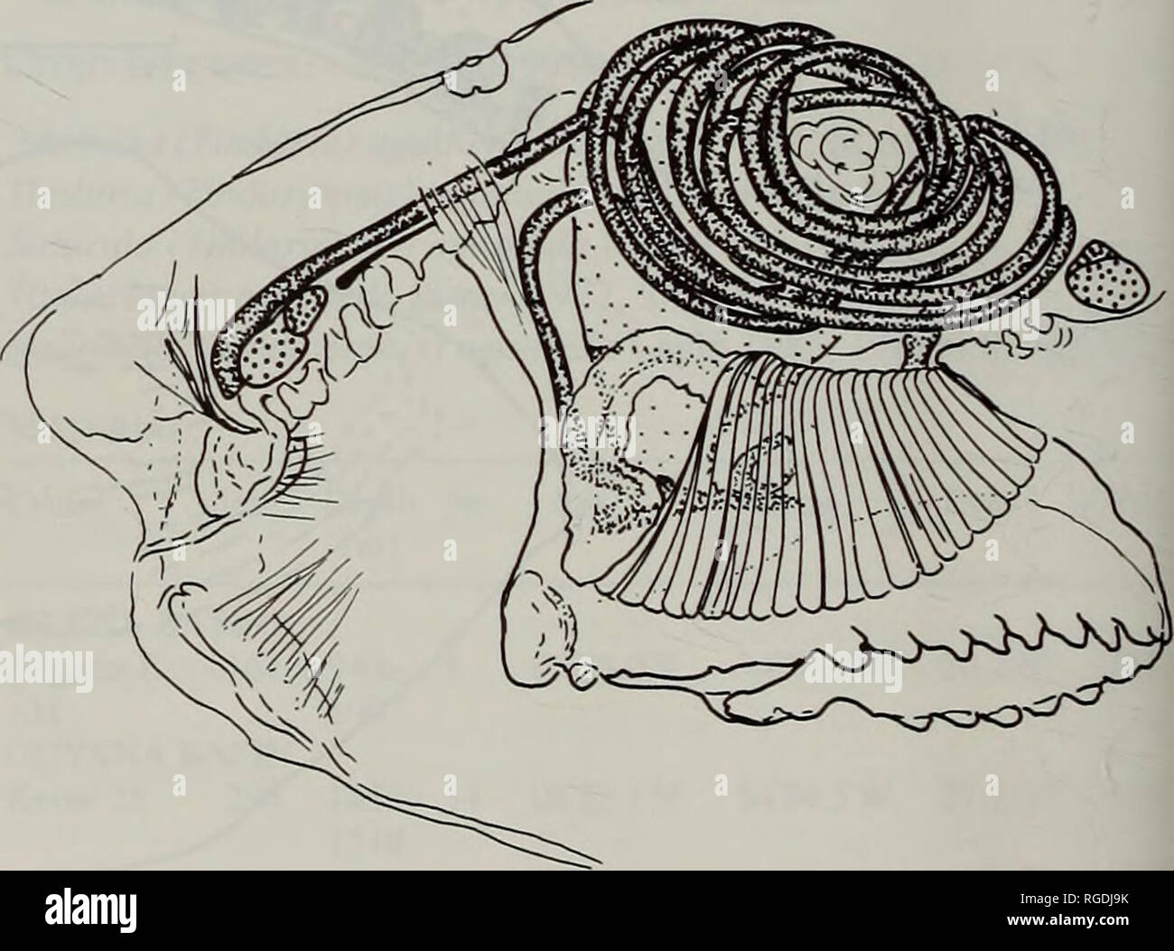 . Bulletin des Natural History Museum Zoologie. Abb. 25. Tindariopsis agatheda. Externe seitlichen Blick auf der rechten Seite der zwei Exemplare unterschiedlicher Größe ändern in der Form mit Wachstum, eine, von Knorr Station 301 und b, von Knorr Station 293, die beide aus Guyana Basin: c externe Dorsalansicht eines Shell auch von Station 293. Maßstab = 1 mm. Tabelle 1. Messungen und das Verhältnis der shell Parameter des Samples von Knorr Sta. 293. Länge (L) Höhe (H) Post-umbonal (PL) PL/L H/L (mm) (mm) Länge (mm) 6,00 4,95 3,00 0,50 0,83 5,60 3,95 2,65 0,47 0,71 5,00 3,65 2,20 0,44 0,73 4,90 3,65 2,05 0,42 Stockfoto