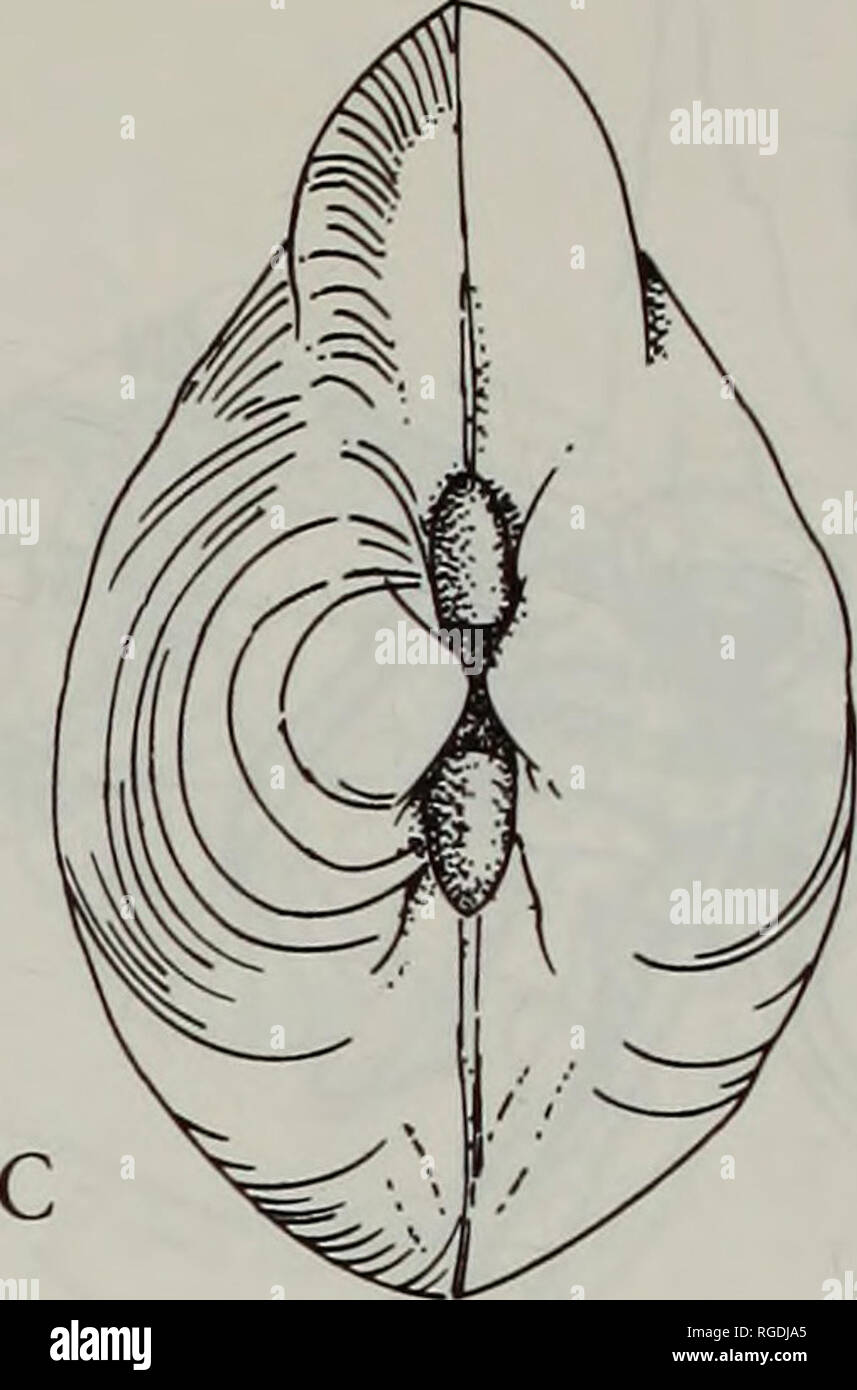 . Bulletin des Natural History Museum Zoologie. . Abb. 25. Tindariopsis agatheda. Externe seitlichen Blick auf der rechten Seite der zwei Exemplare unterschiedlicher Größe ändern in der Form mit Wachstum, eine, von Knorr Station 301 und b, von Knorr Station 293, die beide aus Guyana Basin: c externe Dorsalansicht eines Shell auch von Station 293. Maßstab = 1 mm. Tabelle 1. Messungen und das Verhältnis der shell Parameter des Samples von Knorr Sta. 293. Länge (L) Höhe (H) Post-umbonal (PL) PL/L H/L (mm) (mm) Länge (mm) 6,00 4,95 3,00 0,50 0,83 5,60 3,95 2,65 0,47 0,71 5,00 3,65 2,20 0,44 0,73 4,90 3,65 2,05 0. Stockfoto