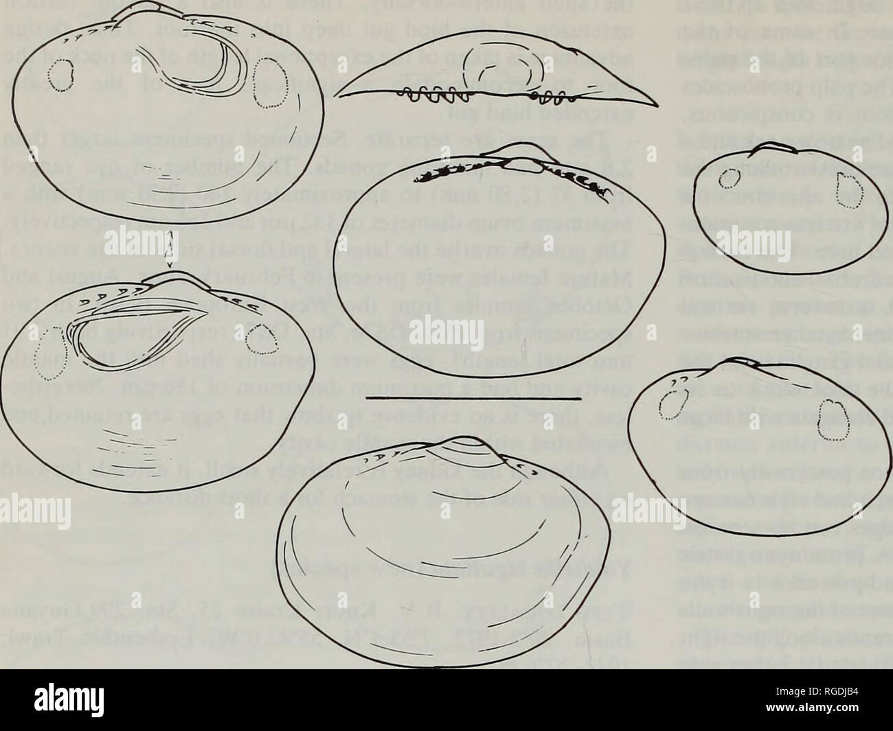 . Bulletin des Natural History Museum Zoologie. 58 J.A. ALLEN, H.L. SANDERS UND F. HANNAH. Abb. 89 Yoldiella biguttata. Seitlicher Blick auf die Schalen aus der rechten und linken Seite und einer rechten Ventil im Inneren seitlichen und Dorsalansicht Variation in der Form und Scharnier-platte Details zu zeigen. Exemplare von Sta. 301 und Sta. 299, Guyana Becken. (Scale = 1,0 mm). Konfiguration in der Seitenansicht zu Shell; Platte mäßig Flach, kurze Scharnier, erreichen nicht weiter als innere Grenze von adduc-tor Muskeln, Zähne, Paar, anterioren und posterioren Serie entweder gleich oder mit einer zusätzlichen Zahn in der vorderen Reihe (5/6 in La Stockfoto