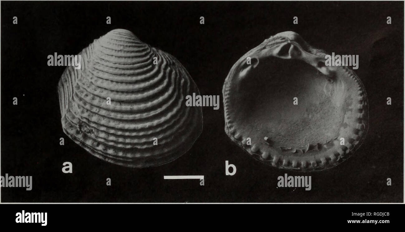 . Bulletin des Natural History Museum Zoologie. Abb. 17 Geografische Verteilung der Cardiolucina quadruta (M). (1982, Abb. 19) wird hier als lectotype bezeichnet. Der holotypus von Dentilucina (Bellucina) macassari Prashad ist ZMA, reg. Anzahl 3.32.090 (Abb.. 21 c&AMP;d). Art Lokalität. C. semperiana von Suez, Rotes Meer. C. macassari aus Makassar, Südsulawesi, Indonesien (Siboga Expediton sta- 71). Shell Beschreibung. Shell solid, Klein, Höhe bis maximal 7,7 mm, sub-Rundschreiben in H/L, 0,98; aufgeblasen, T/L, 0,46, tumidity einzelner Ventil bis 4,6 mm. Inequi Stockfoto