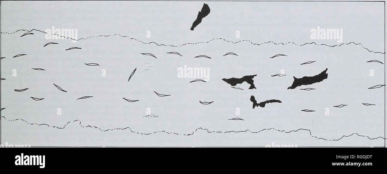 . Bulletin der natürlichen Histort Museum. Geologie Serie. Abb. 39 Torreyites detriti sp. nov. Von Wessex Formation, Isle of Wight. Die Innenseite des unteren Cuticula, die stomata in Längsnut verstreut, SEM, V. 64613. x 200.. Abb. 40 Torreyites detriti sp. nov. Von Wessex Formation, Isle of Wight. Eine stomatal Nut zeigt die Verteilung der stomata und der Ausrichtung von Schlitz - wie stomatal Öffnungen, V. 64613, x200. Daß diese Spezies auch Laub war. Beispiele für fossile Populationen, die Masse Blatt abfällt (brachyblasts) wurden als ein weit verbreitetes Phänomen in Phoenicopsis, Czekano Stockfoto