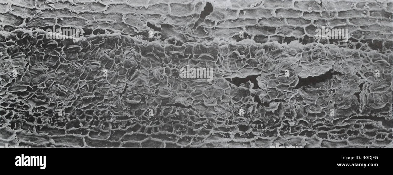 . Bulletin der natürlichen Histort Museum. Geologie Serie. REVISION DER ENGLISCHE WEALDEN FLORA 79. Abb. 39 Torreyites detriti sp. nov. Von Wessex Formation, Isle of Wight. Die Innenseite des unteren Cuticula, die stomata in Längsnut verstreut, SEM, V. 64613. x 200.. Bitte beachten Sie, dass diese Bilder sind von der gescannten Seite Bilder, die digital für die Lesbarkeit verbessert haben mögen - Färbung und Aussehen dieser Abbildungen können nicht perfekt dem Original ähneln. extrahiert. Natural History Museum (London). Andover: Abfangen Stockfoto