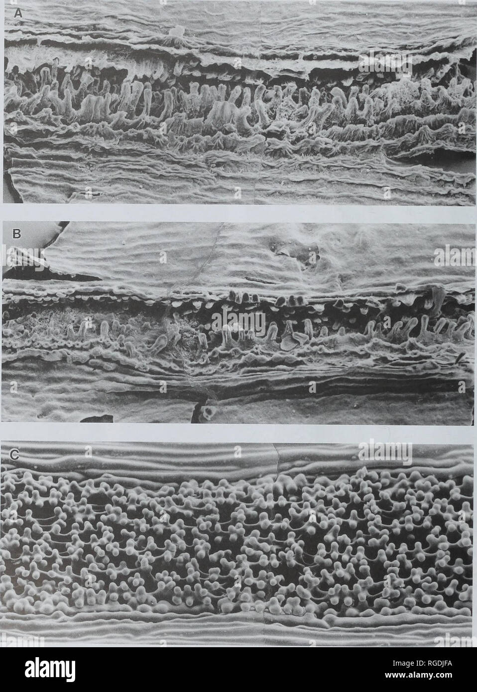 . Bulletin der natürlichen Histort Museum. Geologie Serie. 78 J. Watson, S.J. LYDON &Amp; N.V. HARRISON. Abb. 38 A, B T-eyiies detriti sp. nov. Wessex Formation, Isle of Wight. sJTOwing stomatal Rille der unteren Cuticula. SEM, x200. Eine, in hohem Grade papillate Groove, V. 64630; B, weniger papillate Groove, V. 64629. Abb. 38C Torreya califomica Torrey. Stomatal Rille der unteren Cuticula, SEM, x200.. Bitte beachten Sie, dass diese Bilder aus gescannten Seite Bilder, die digital für die Lesbarkeit verbessert haben mögen - Färbung und Aussehen dieser Abbildungen können nicht perfekt die Herkunft ähneln extrahiert werden Stockfoto