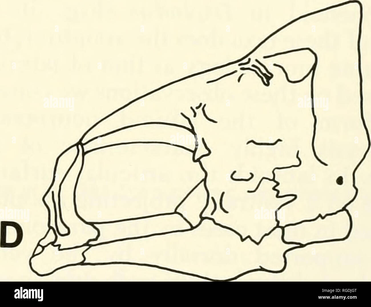 . Bulletin des Museums für Vergleichende Zoologie an der Harvard College. Zoologie. Abbildung 6. Aspekte der labroid pharyngeal Kiefer Apparat. A. Tylochromis neurocranium (seitliche Ansicht); B. Labrus neurocranium F^^^ rMn ''r' lT*' f P T?''!"'''"''.^"'''"'*'^*^''^''''^''^'° -^o^ acenfrus neurocranium (seitliche Ansicht); E. Tylochromis isoliert PJA (Dorsalansicht); F, Tylochromis pharyngeal apophysis (ventral).. Bitte beachten Sie, dass diese Bilder aus gescannten Seite Bilder, die digital für die Lesbarkeit verbessert haben mögen - Färbung und Aussehen dieser Abbildungen extrahiert werden Stockfoto