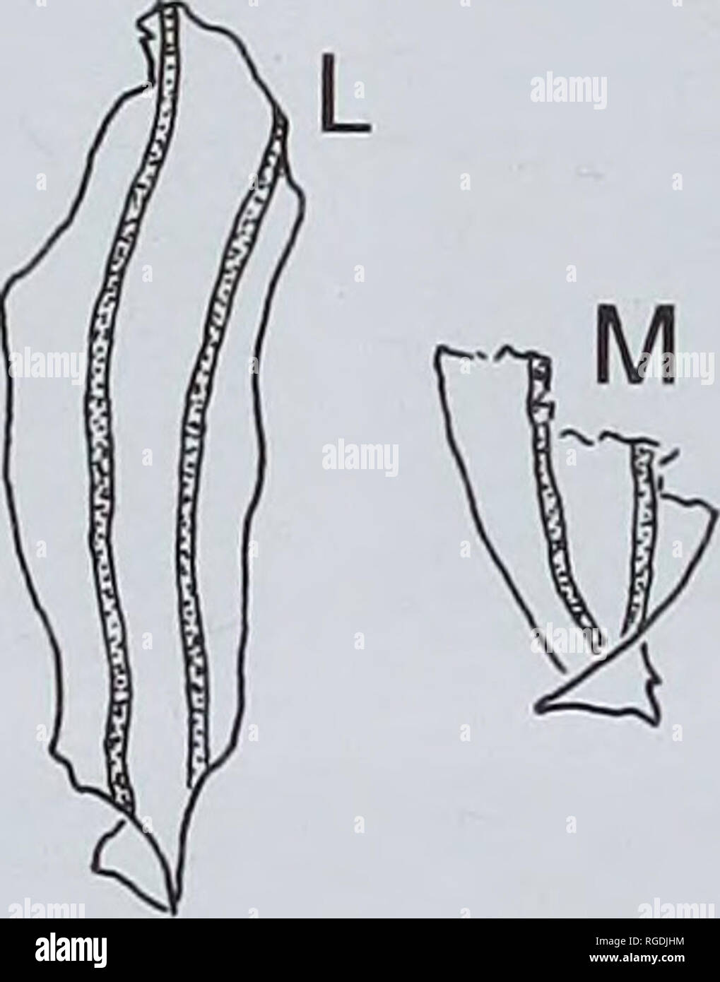 . Bulletin der natürlichen Histort Museum. Geologie Serie. . Paläoökologie Abb. 36 A-N-Torreyites detriti sp. nov. Al! Verstreute Blätter von Wessex Formation, Isle of Wight, die verschiedenen Formen und Positionen der stomatal Grooves. A-N, V. 64615-64628, alle x5: A-I, Blätter mit Apex mehr oder weniger intakt; J-N, Blätter mit twisted Basen. Durch bulk Mazeration von Schmutz Material aus der Unterkreide Betten in der Nähe, wo die ursprüngliche gewonnen werden ist wahrscheinlich aus. Es ist möglich, dass die Kleine elliptische Blätter repräsentieren junge Blätter, aber Blatt heteromorphism ist nicht in Modem Torreya gesehen, und es ist Stockfoto