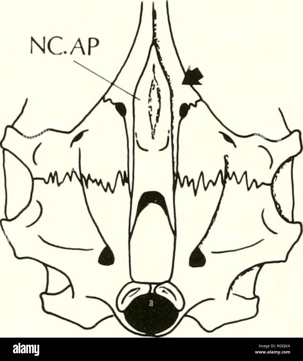 . Bulletin des Museums für Vergleichende Zoologie an der Harvard College. Zoologie. ADS NCAP. Abbildung 5. Aspekte der percoid pharyngeal Kiefer Apparat. A. Morone neurocranium (seitliche Ansicht); B. Diplodus neurocranium (seitliche Ansicht); c. Morone isoliert PJA (Dorsalansicht); D. Diplodus isoliert PJA (Dorsalansicht); E. Morone postorbital Region Der neurocranium (ventral); F. Diplodus pharyngeal apophysis (ventral). Der Transversus dorsalis anterior zu einer Komponente - das m. Transversus epi-branchiaUs 2 - ist ein Feature von synapomorphic embiotocids. Kaufman und Liem (1982) zweite characte Stockfoto