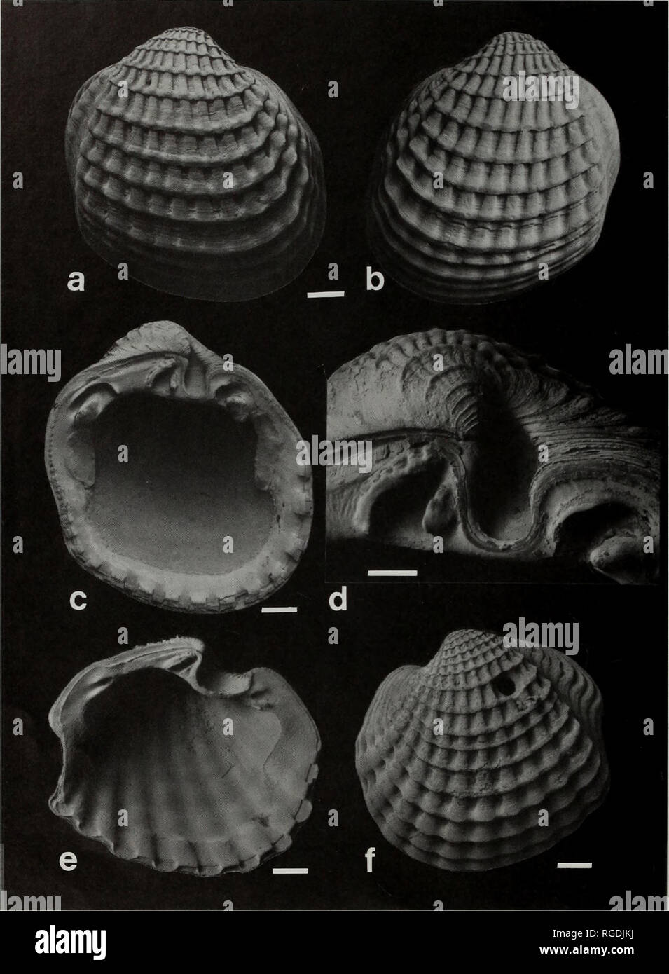 . Bulletin des Natural History Museum Zoologie. 104 J.D. TAYLOR UND E.A. GLOVER. Abb. 12 Cardiolucina eucosmia (Dall, 1901) Port Essington, Northern Territory, Australien. Stellte die Proben a-d sind die lectotype von Lucina pisum Reeve, BMNH 1963194/1. &Amp; Abbildung e-f C. eucosmia, Arafura Meer, Northern Territory, Australien, BIN C 309454.a, außen rechts; b, außen links; c, Interieur des linken Ventils; d, Scharnier und lunule in das linke Ventil; e, Juvenile, Interieur des linken Ventils; f, Jugendkriminalität, die Außenseite des linken Ventils. Maßstabsbalken a-c = 1,0 mm, d=500 Ähm, e = 650 µm, f=1,0 mm.. Bitte beachten Sie Stockfoto