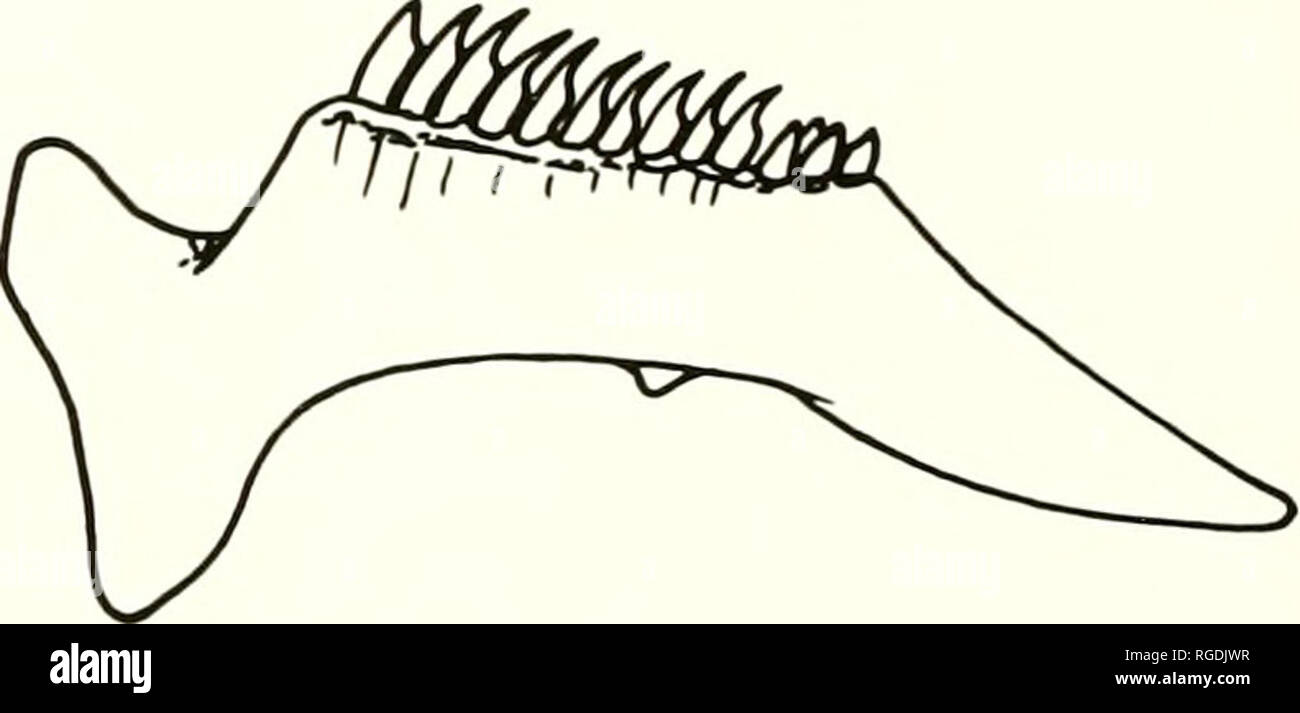 . Bulletin des Museums für Vergleichende Zoologie an der Harvard College. Zoologie. Abbildung 3. Untere pharyngeal Kiefer in Laterale und ventrale Ansicht. A. Embiotoca; B.; c. Astatotilapia Pomacentrus Labrus; D... Bitte beachten Sie, dass diese Bilder sind von der gescannten Seite Bilder, die digital für die Lesbarkeit verbessert haben mögen - Färbung und Aussehen dieser Abbildungen können nicht perfekt dem Original ähneln. extrahiert. Harvard University. Museum für Vergleichende Zoologie. Cambridge, Mass.: Das Museum Stockfoto