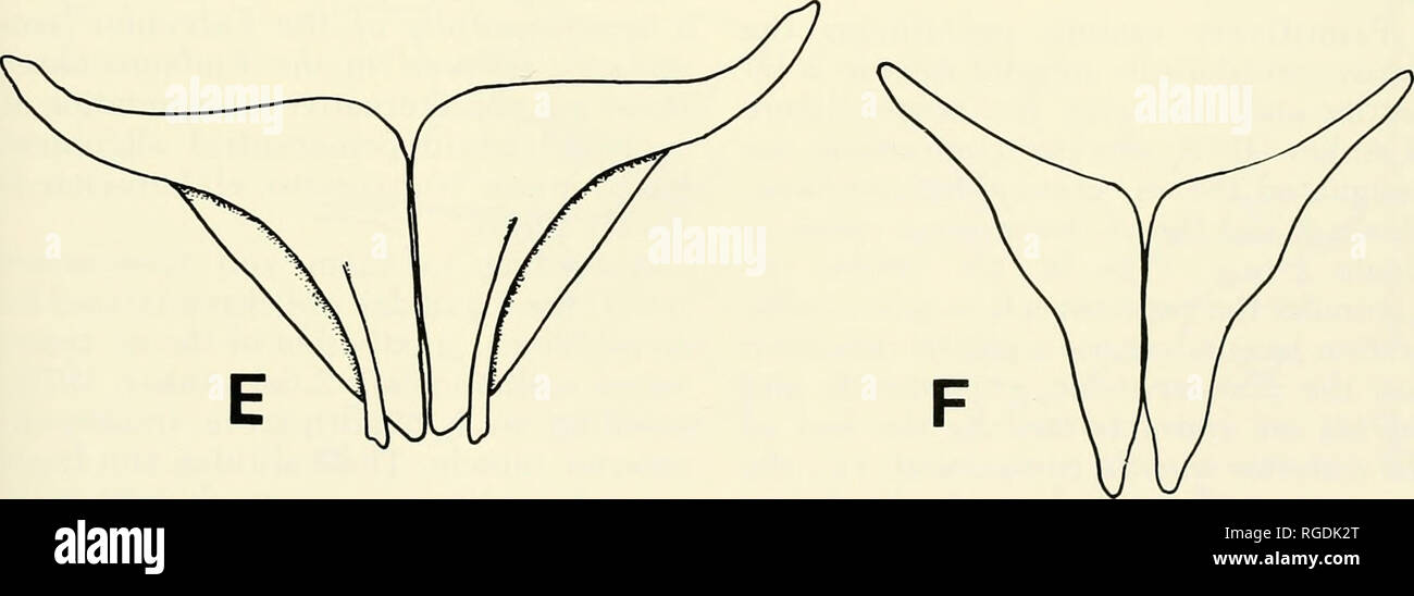 . Bulletin des Museums für Vergleichende Zoologie an der Harvard College. Zoologie. Abbildung 1. Untere pharyngeal Kiefer in ventralen anzeigen. A.; B. Pogonias Menticirrhus; c. Gene; D. Leiognathus; E. Anabas; F. Sandelia. Abkürzungen für diese und die folgenden Zahlen sind am Ende des Textes unter Anlage 2 aufgeführt. Bitte beachten Sie, dass diese Bilder sind von der gescannten Seite Bilder, die digital für die Lesbarkeit verbessert haben mögen - Färbung und Aussehen dieser Abbildungen können nicht perfekt dem Original ähneln. extrahiert. Harvard University. Museum für Vergleichende Zoologie. Cambridge, Mass.: Th Stockfoto