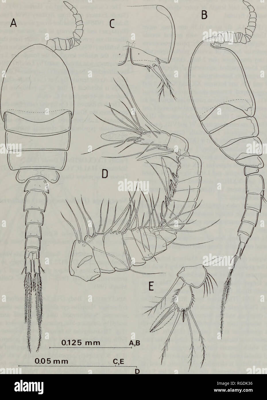 . Bulletin des Natural History Museum Zoologie. CYCLOPOIDS VON LITTORAL Höhlen 87. Abb. 4. Cyclopina esilis Brian, 1938, männlichen Erwachsenen. Ein, Körper, Dorsalen; B, seitliche; C, genitale Somiten, ventral: D, antennule; E, fünften Bein. Endopod 4 - segmentiert, setal Formel 0,0,1,4; quer Reihe setules auf Segment 3. Schwimmen Beine: 1 bis 4 (Abb. 3) biramous, sowohl Rami 3-Seg. Beine subequal in der Größe, mit Ausnahme der Ersten, etwas reduziert. Alle Beine reich mit denticles verziert, wie herausgefunden; vordere Oberfläche der Coxa abgedeckt durch kleine denticles, aus Bild weggelassen- Maßnahmen. Stacheln auf exopodal Segmente mit Flansch mit Ser Stockfoto