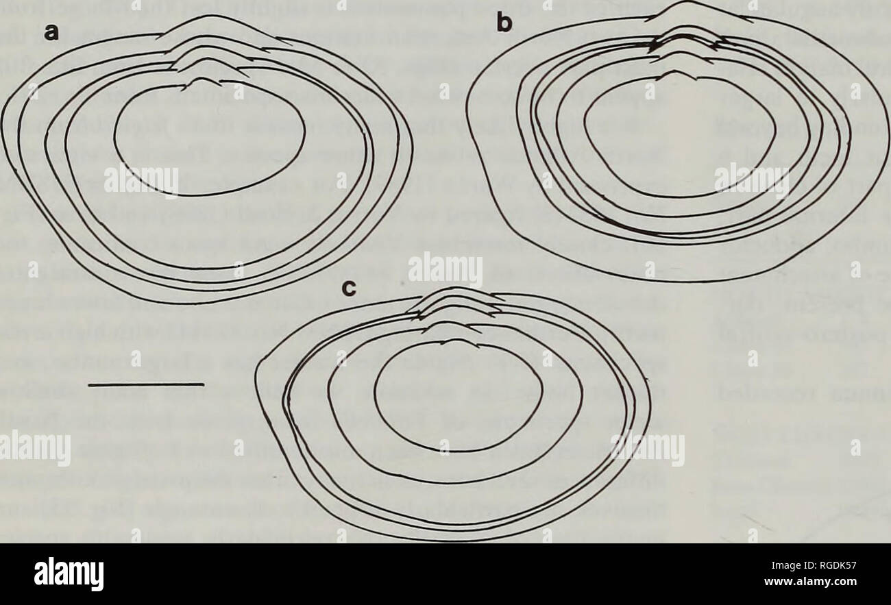 . Bulletin des Natural History Museum Zoologie. 38 50 J.A. ALLEN, H.L. SANDERS UND F. HANNAH 30 80 60 60 40 WL HL AA A • A A. a. . A A * PLTL A A 2 3 Länge (mm) Abb. 52 Yoldiella frigida. Variation im Verhältnis der Höhe H/L, Breite W/L und postero-umbonal Länge PL/TL Länge gegen die Länge von Samples aus; offene Dreiecke, Sta. 105 Nordamerika Becken; geschlossene Dreiecke, Sta. INCAL DS03 Golf von Biskaya; geschlossene Kreise Sta. 207 Nordamerika Becken.. Fuß, der dazu neigt, weitgehend durch palps ausgeblendet werden, ist auch relativ groß mit gut entwickelten Aufroller Muskeln. Dies gilt insbesondere für die a Stockfoto