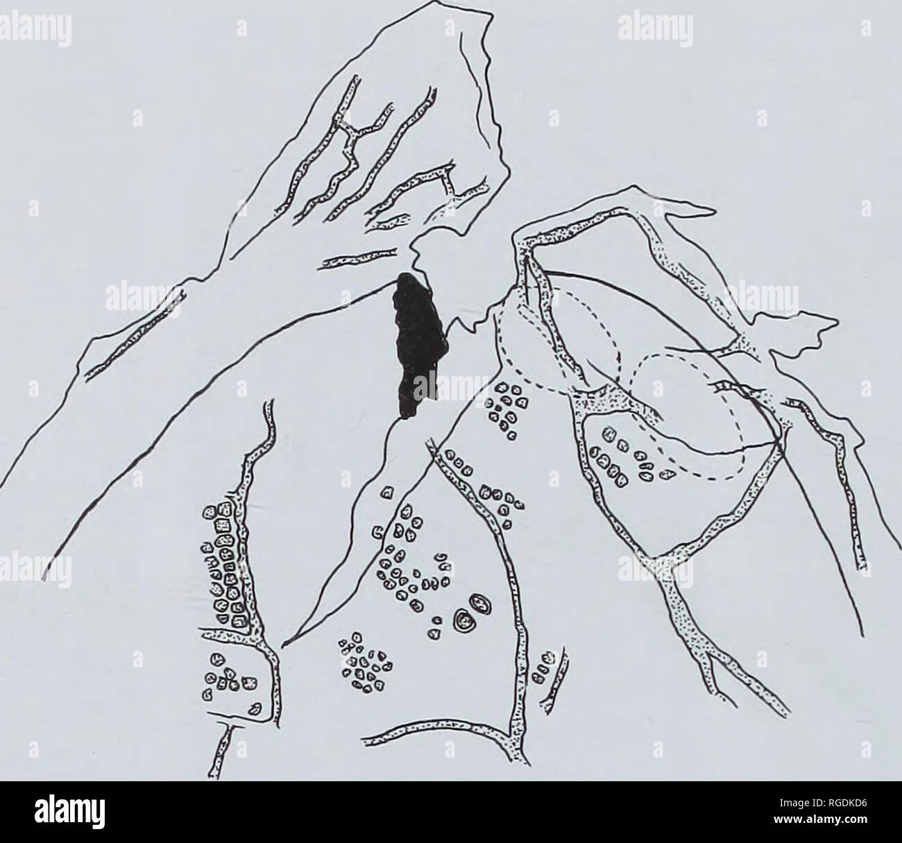 . Bulletin der natürlichen Histort Museum. Geologie Serie. 54 J. Watson, S.J. LYDON &Amp; N.V. HARRISON. Abb. 21 Samenanlage Ginkgoites weatherwaxiae sp. nov., V. 64552. Wessex Bildung. Worbarrow Bay. Dorset. Apex, Vesikel und verschiedene Längswand in megaspore Membran Nagelhaut, Zellwände der nucellar Nagelhaut und zwei pollenkörner gestellt innerhalb von Pollen Kammer; x 375. Fragment des Ginkgoites weatherwaxiae, dass seine Anwesenheit nicht erkannt wurde, bis sie durch Mazeration offenbart. Wir haben beschlossen, es zu dieser Spezies zu Attribut als keine Merkmale der Eizelle in der Auseinandersetzung mit dieser i Stockfoto