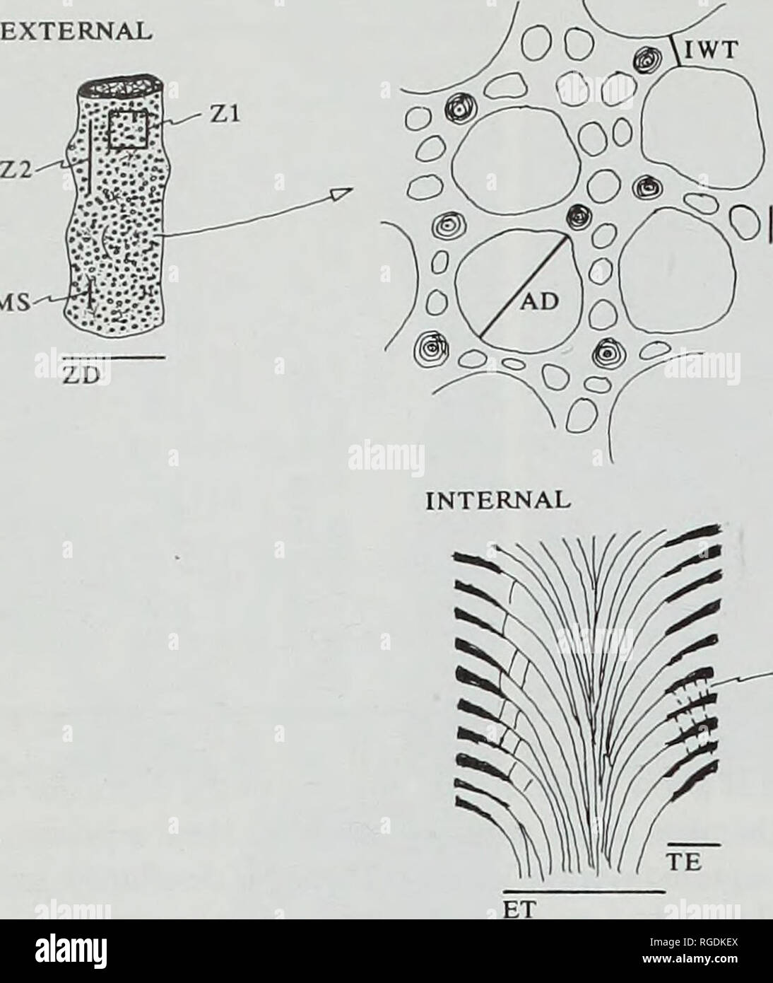 . Bulletin der natürlichen Histort Museum. Geologie Serie. 146 P.N. WYSE JACKSON. O ICH ED oder MD FD in Tabulipora Abb. 59 Messungen an trepostomes in dieser Studie genommen: ZD = Zoarial Durchmesser senkrecht gemessene Richtung zu Wachstum; IMS = Inter-monticule Abstand; AD=Autozooecia apertural Durchmesser: Max. Wert in Aperture gesehen; IWT=Interzooecial Wandstärke; ED=Exilazooecia apertural Durchmesser: Max. Wert in Aperture gesehen; MD=Mesozooecial apertural Durchmesser: Max. Wert in Aperture gesehen; Zl = Anzahl der kompletten autozooecial Öffnungen in ICH mm-eingeschlossen; Z 2 = Anzahl der kompletten Stockfoto