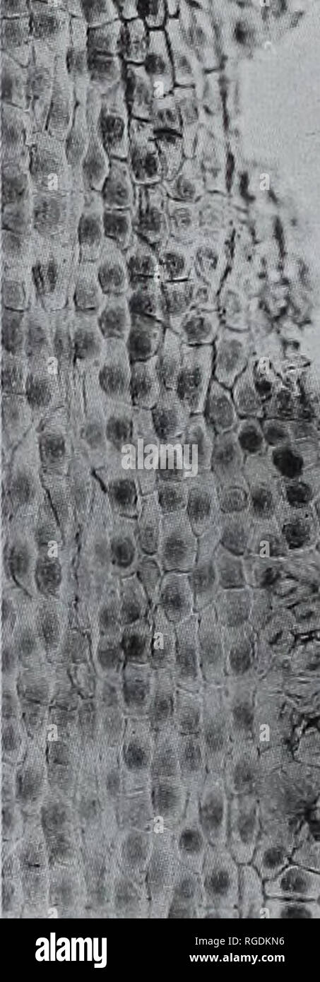 . Bulletin der natürlichen Histort Museum. Geologie Serie. . Xt "4^7 r Abb. 14 A-D Ginkgoites nannyoggiae sp. nov. A-C zeigen den holotypus von Fairlight CLis s Tai. n des Ashdown Betten, Kombüse Hill, Sussex. D von Wessex Formation, Mupe Bay, Dorset. A, obere Nagelhaut zeigen ovale Narbe überlappende 3 ordmary epidermalen Zellen V 64545, LM, x500: B, innerhalb der oberen Nagelhaut zeigen Lochfraß, V. 64545, SEM, x1000; C, ovale Narbe an der Außenseite der oberen Nagelhaut, V. 64545, SEM, x750; D, mögliche Post-mortem-Biss-mark, V. 60329, LM, X100. garlickianus sp. nov. Hier dargestellt haben gefunden worden als verstreute fragmen Stockfoto