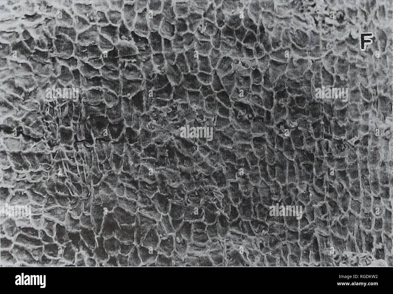 . Bulletin der natürlichen Histort Museum. Geologie Serie. ? S.: -^^*?! -^'x.. G--------- t-- es^^"?- *;?r. Ich.- & Amp; Abb. 12 A-G Ginkgoites nannyoggiae sp. nov. A, B, G von Wessex Formation, Worbarrow Bay, Dorset. D-F von Wessex Bildung. Mupe Bay, Dorset. C aus dem Fairlight Tone Fazies des Ashdown Betten, Kombüse Hill, Sussex. A, größten Blatt Segment bekannt, mit einem Hauch von Vene Kurse im unteren Teil, V. 64543, X4; B, Broken Leaf Segments, V. 64544, x4; C, holotypus: unteren Teil des Blattes Segment mit zahlreichen Harz stellen, V. 64545, LM, x10; D, untere Nagelhaut mit großen Bissenmarkierung, V. 60329, L Stockfoto